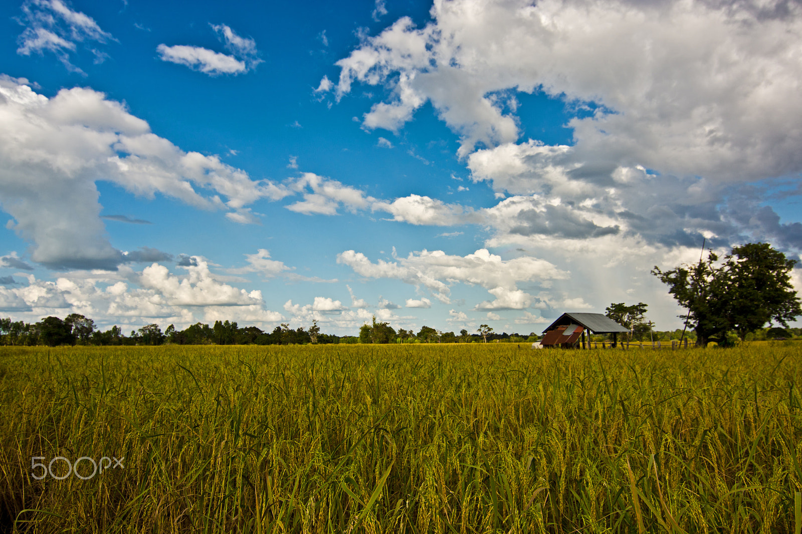 Sony SLT-A77 + 20mm F2.8 sample photo. Rice paddy photography