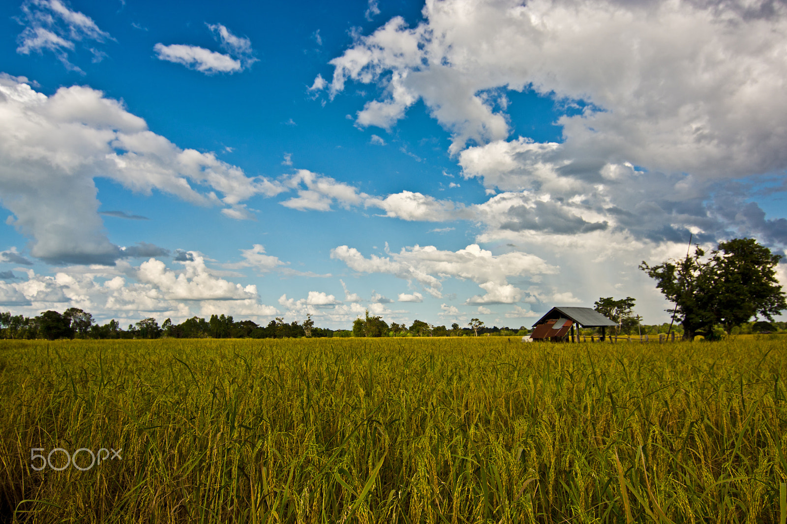 Sony SLT-A77 + 20mm F2.8 sample photo. Rice paddy photography