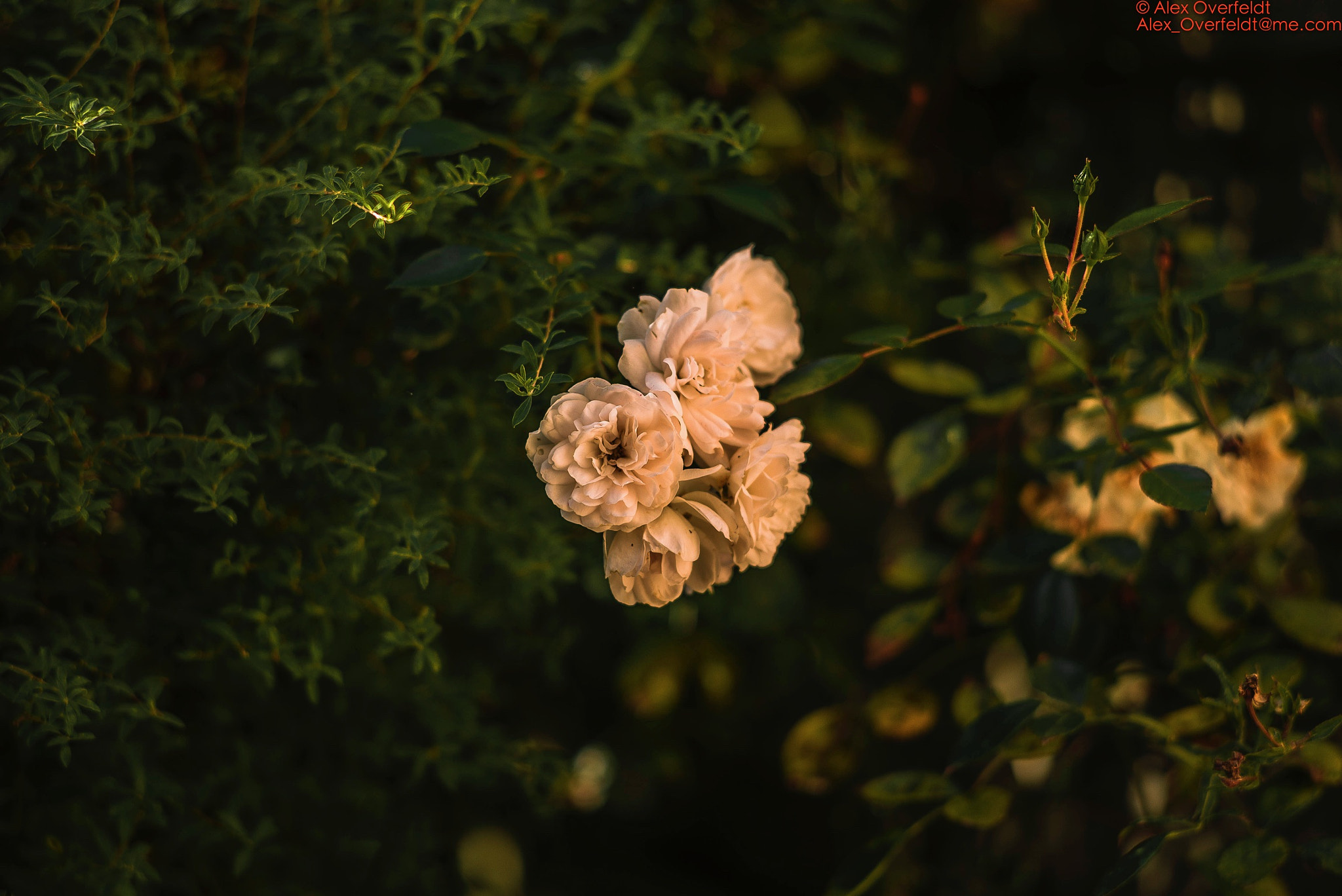 Leica Summarit-M 90mm F2.5 sample photo. Our autumn roses in the garden photography