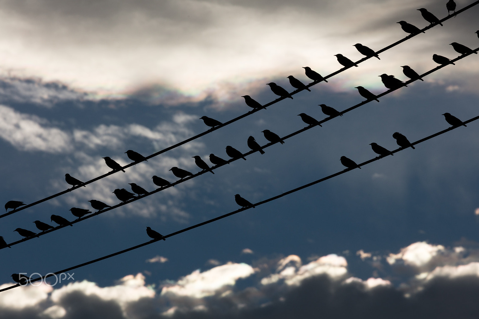Canon EOS 5DS sample photo. Birds & electric cable photography