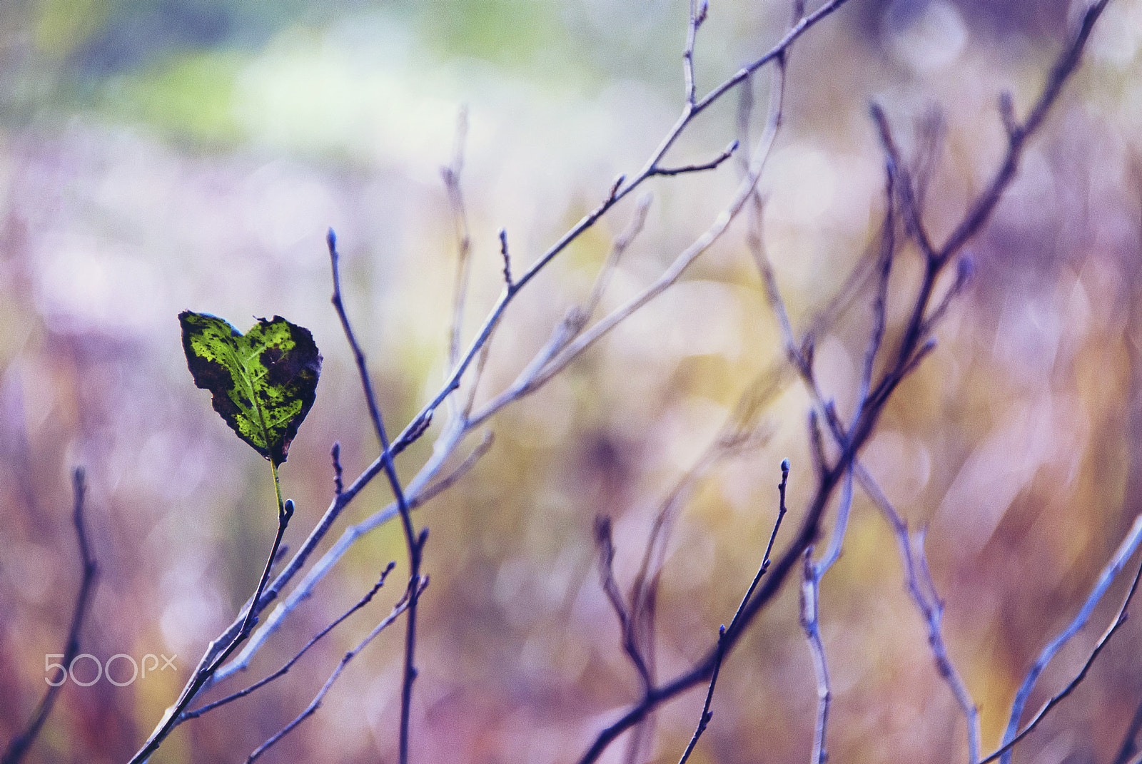 Nikon D80 sample photo. Le coeur tendre photography