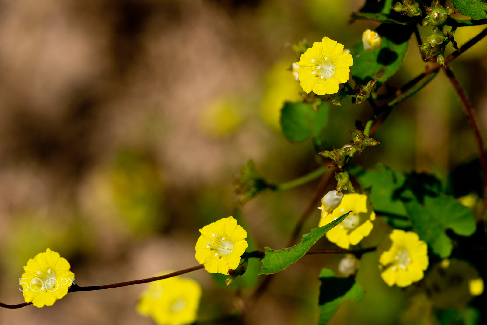 Sony SLT-A65 (SLT-A65V) + Sigma 30mm F1.4 EX DC HSM sample photo. Yellow flowers photography