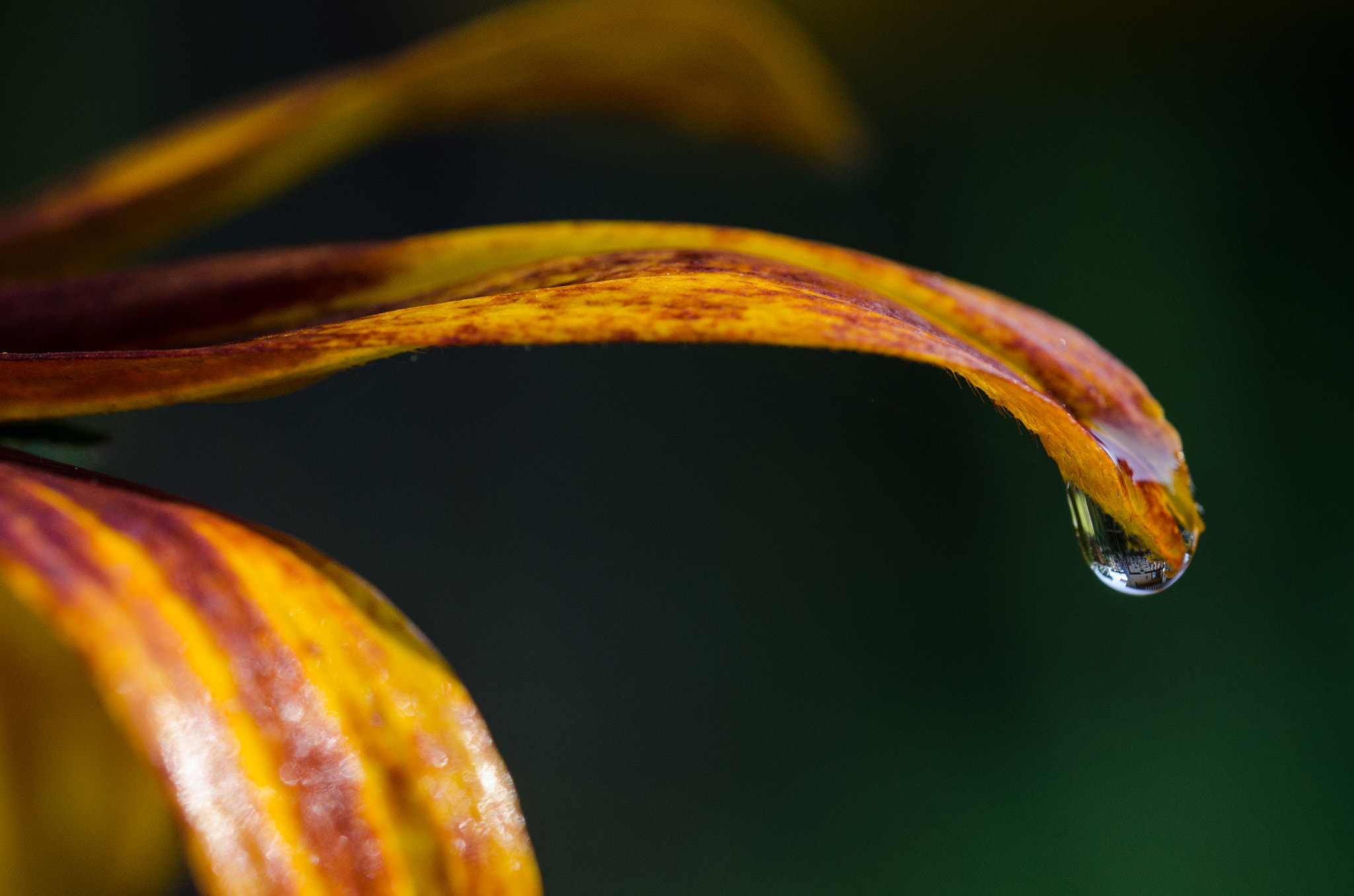 Nikon D7000 + Sigma 150mm F2.8 EX DG OS Macro HSM sample photo. ... photography