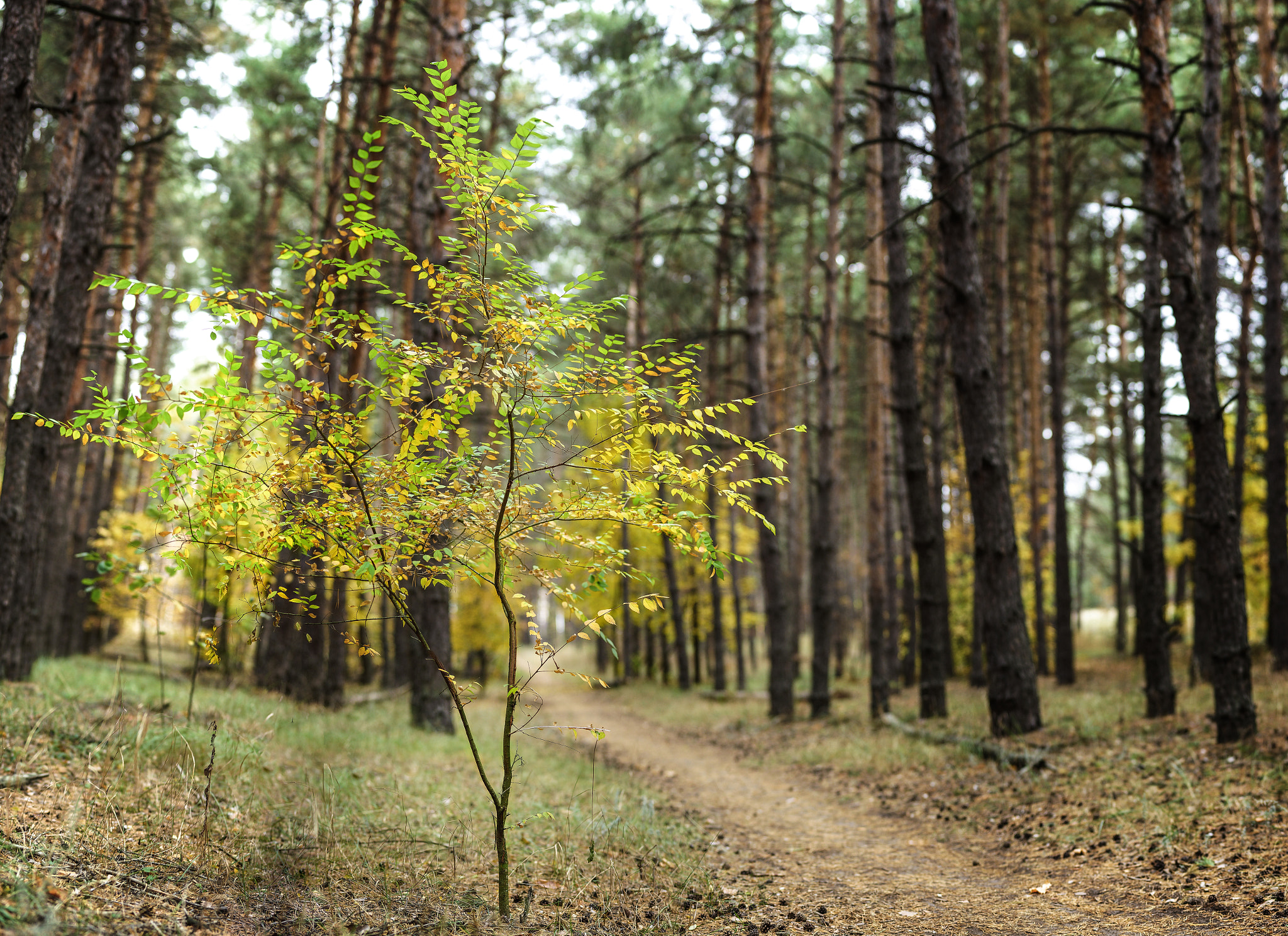 Sony SLT-A77 sample photo. White crow photography