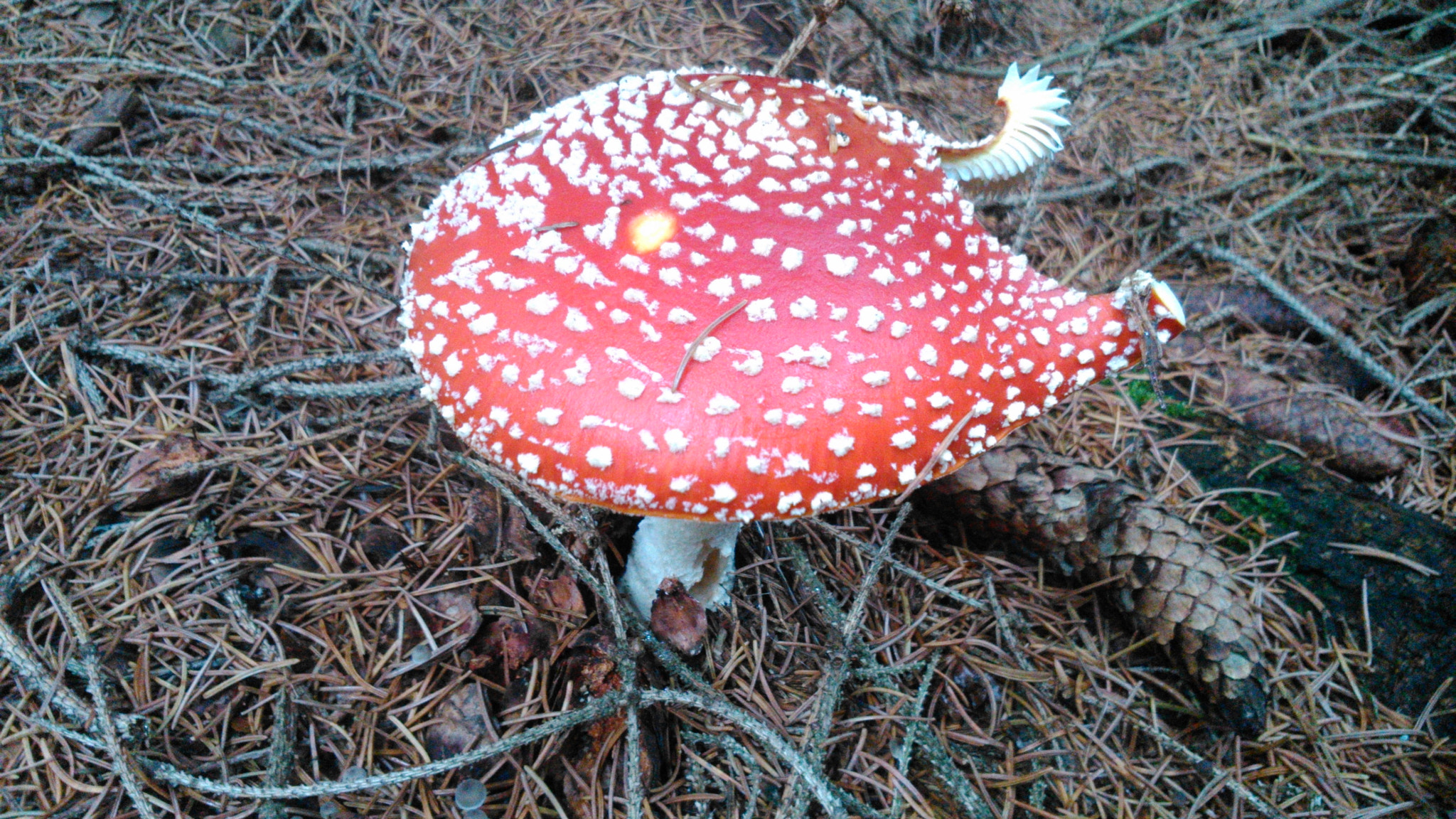 Sony Xperia L sample photo. Fliegenpilz (fly agaric) photography