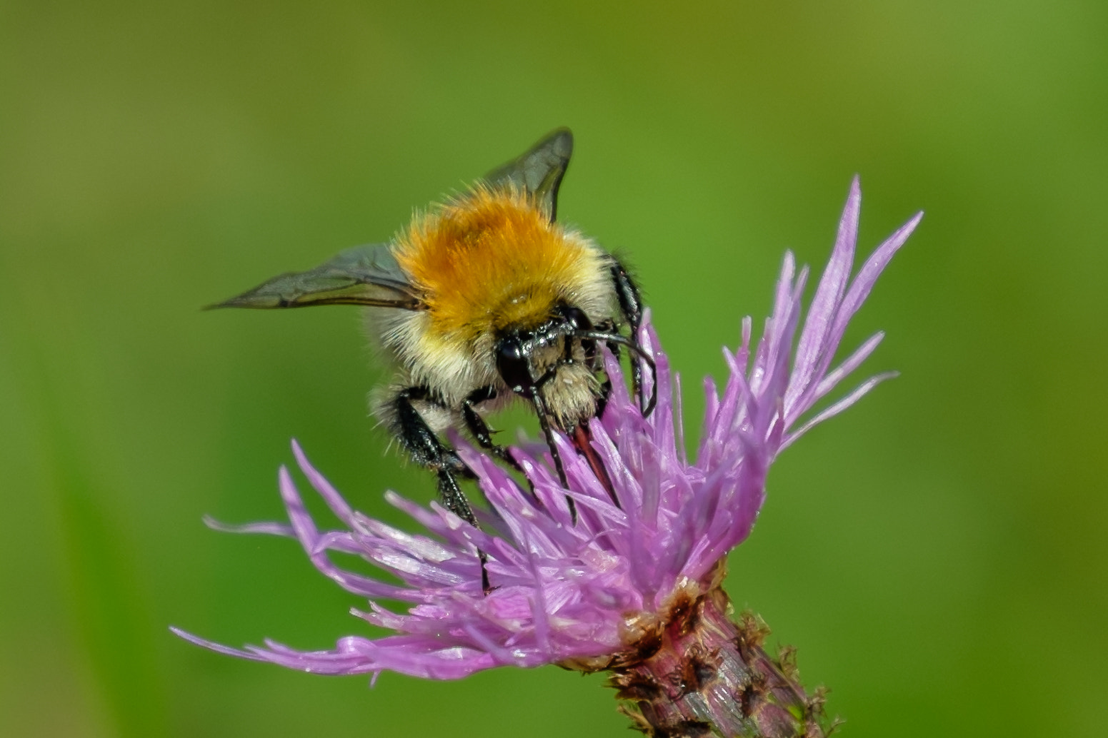 Fujifilm XF 100-400mm F4.5-5.6 R LM OIS WR sample photo. Bussy bee photography