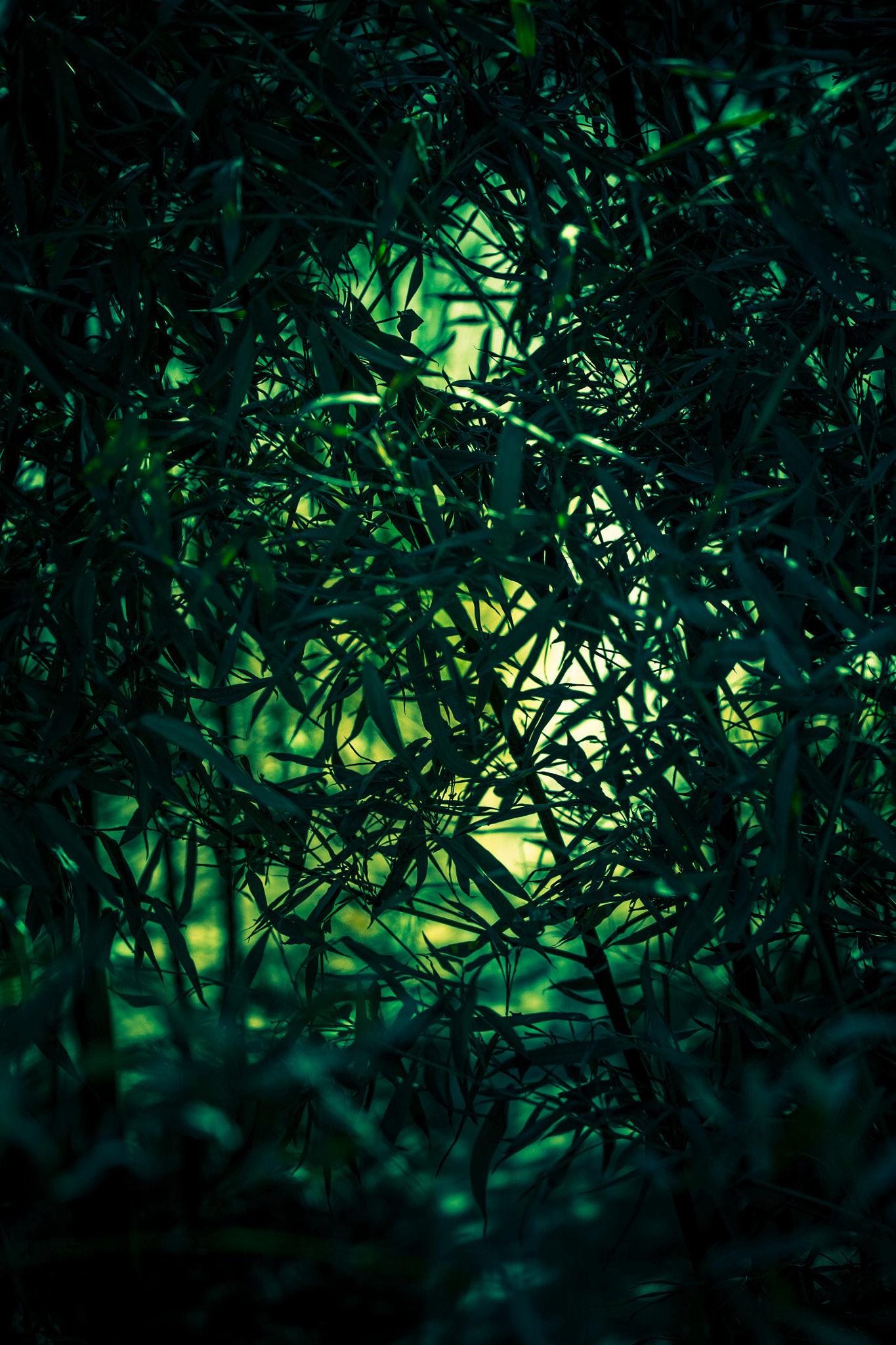 Sigma 150mm f/2.8 EX DG OS HSM APO Macro sample photo. Bamboo photography
