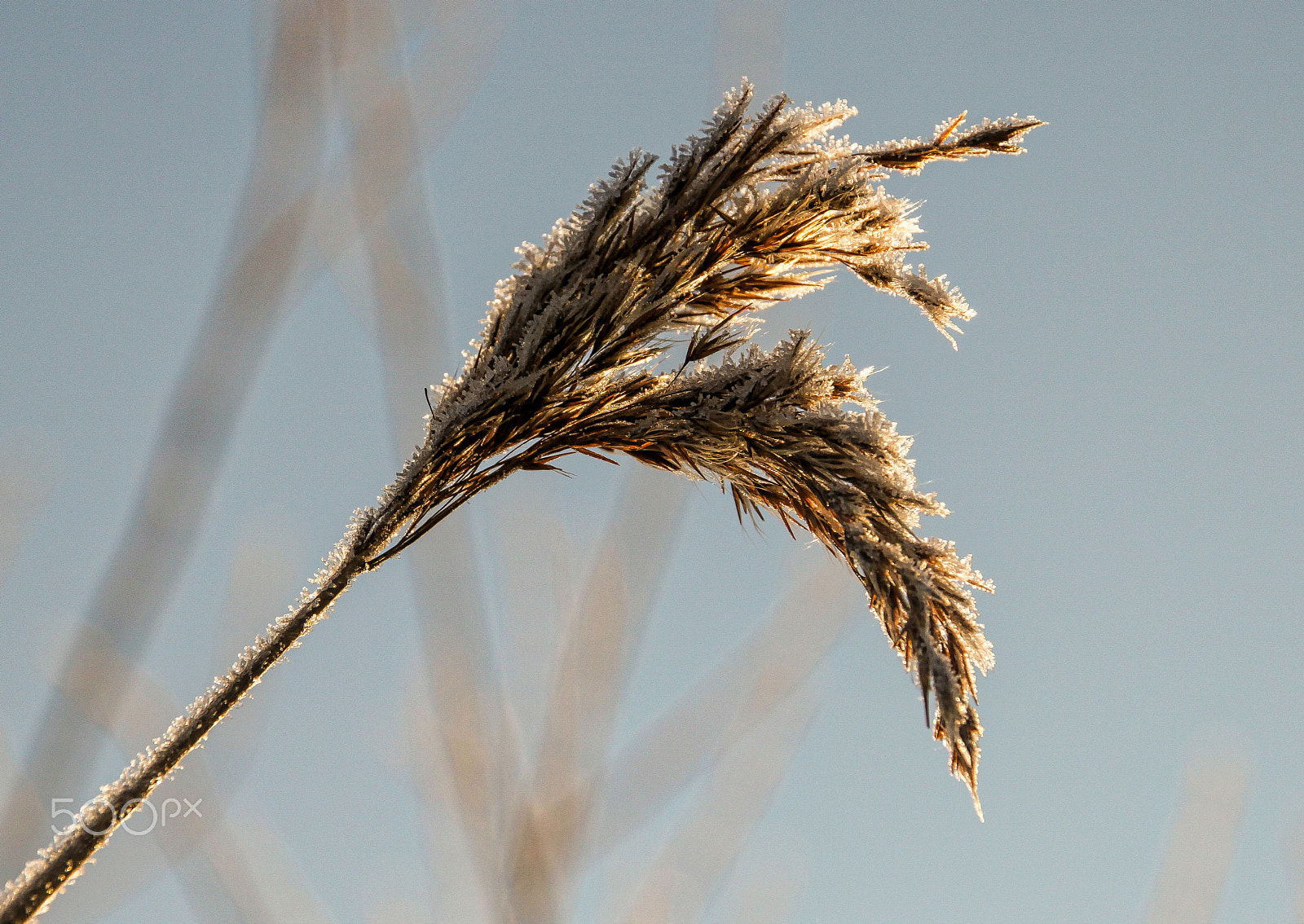 Sigma 18-250mm F3.5-6.3 DC OS HSM sample photo. Cold morning photography