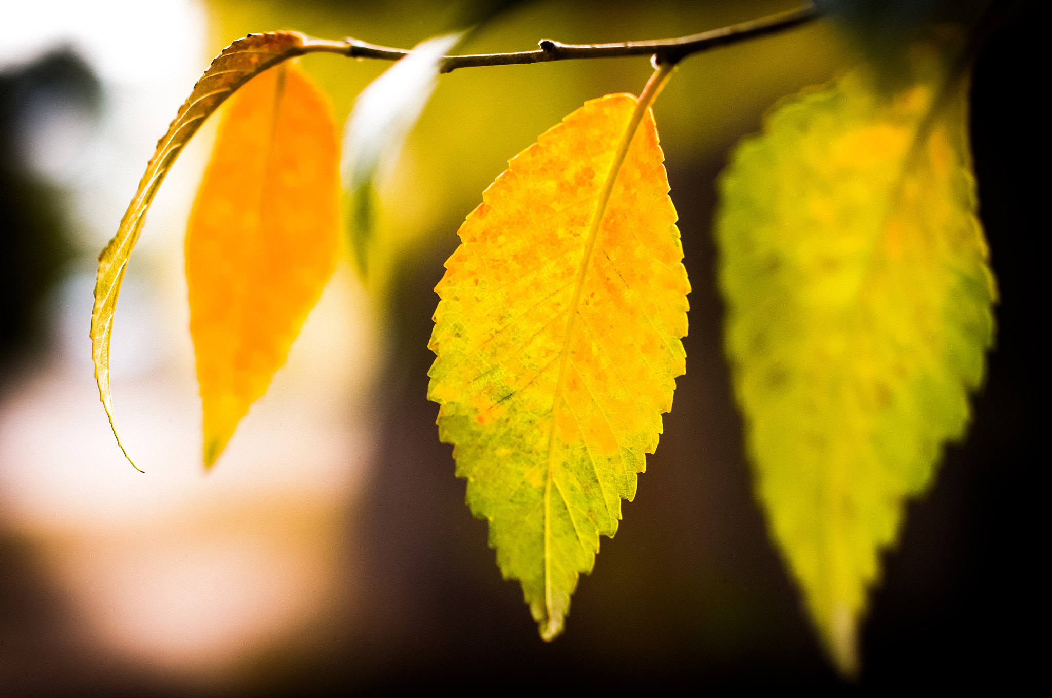 Ricoh GXR A12 sample photo. Autumn colors photography
