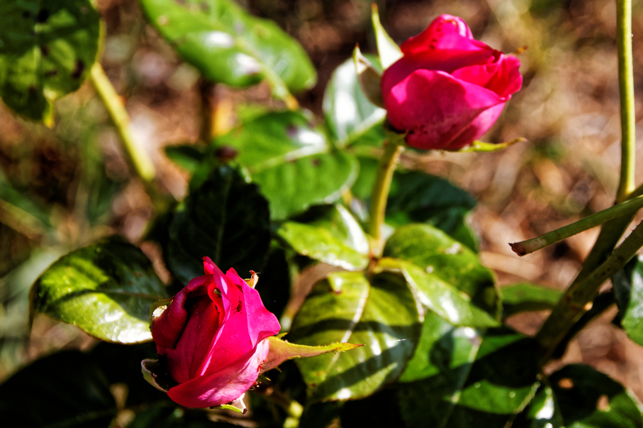 Sigma 17-70mm F2.8-4 DC Macro OS HSM sample photo. Roses jumelles photography