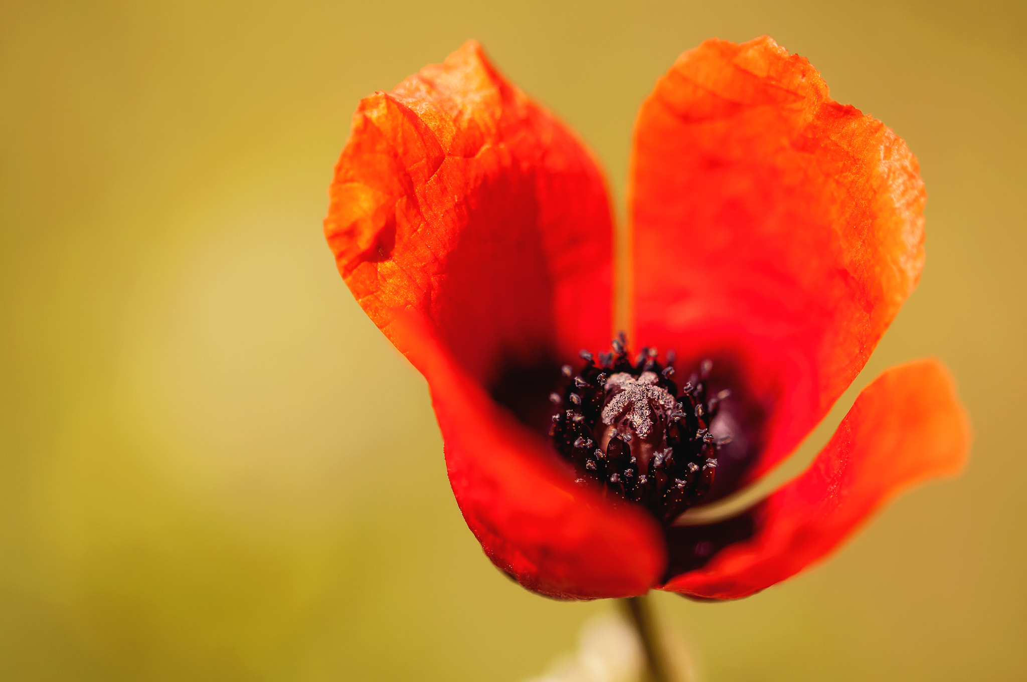 Sigma 105mm F2.8 EX DG OS HSM sample photo. Poppy photography