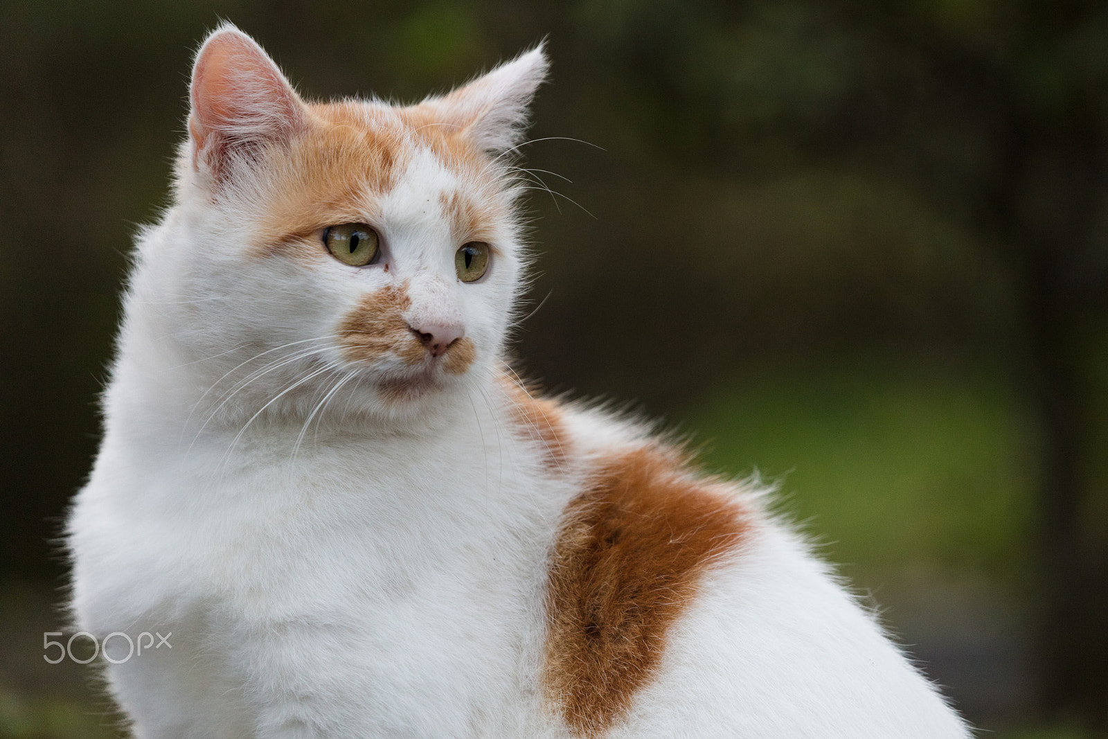Canon EOS 5DS sample photo. Cat photography
