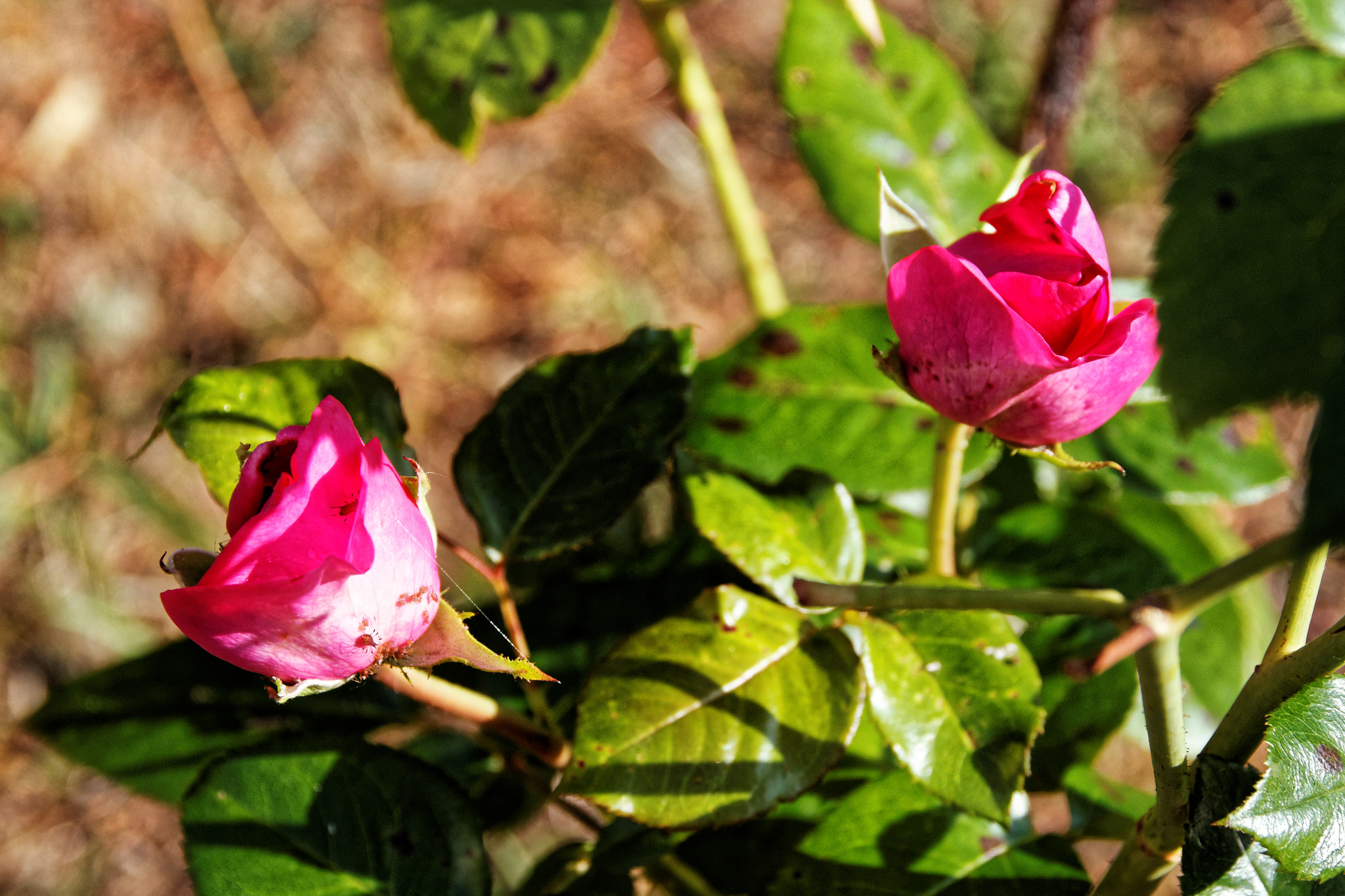 Sigma 17-70mm F2.8-4 DC Macro OS HSM sample photo. Roses jumelles (2) photography