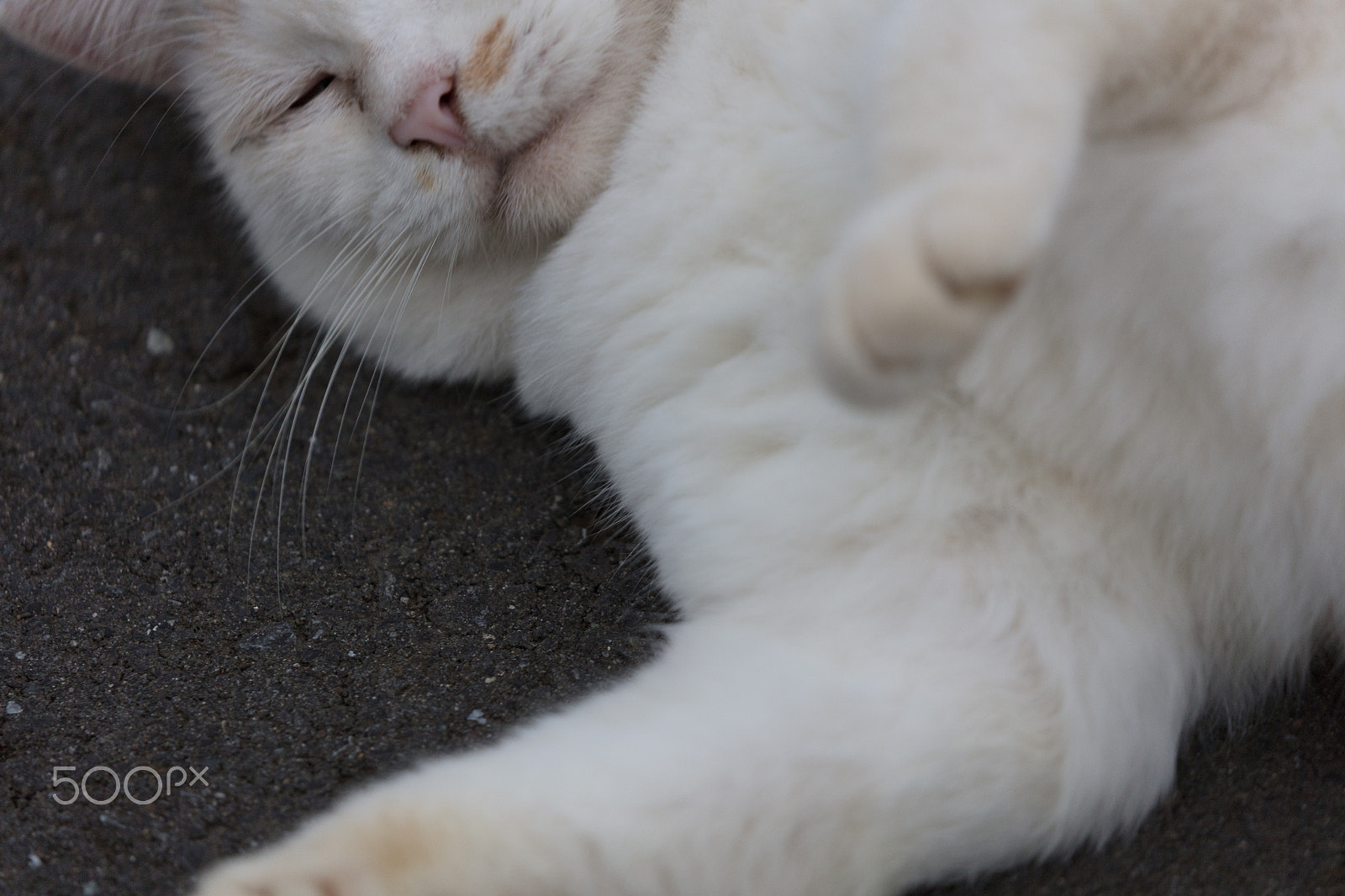 Canon EOS 5DS sample photo. Cat photography