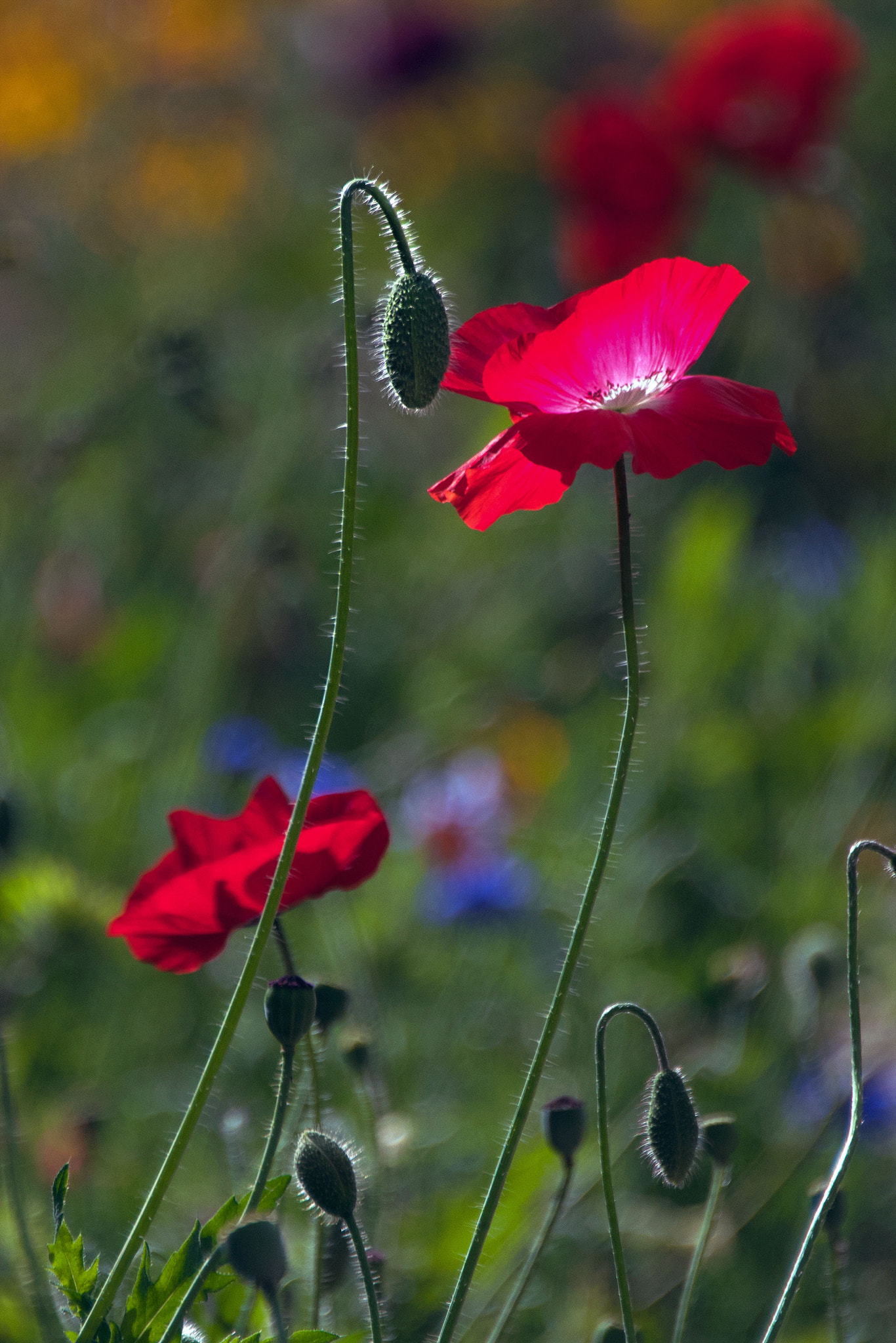 Nikon D500 sample photo. Wild poppy photography
