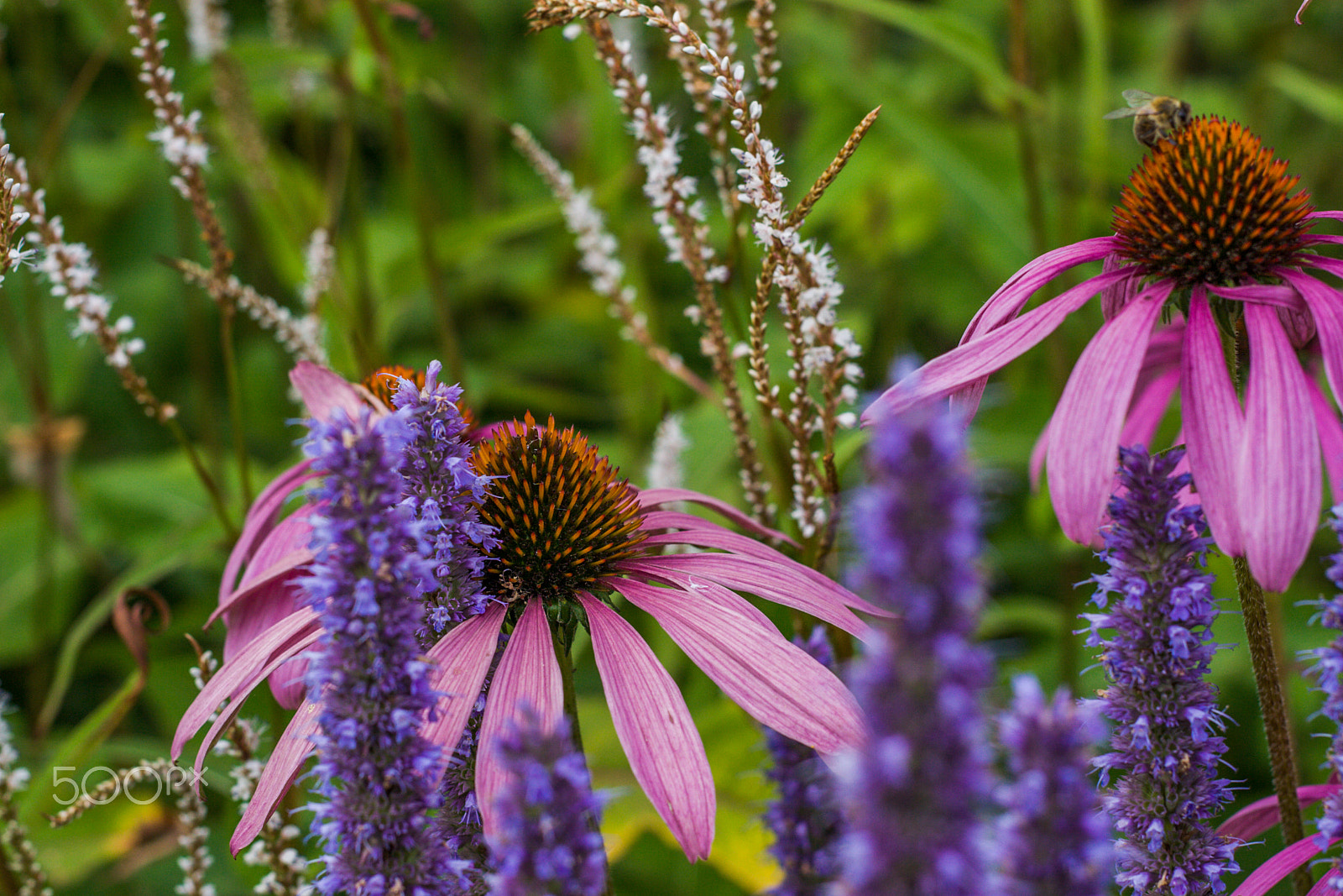 Canon EOS 30D + Canon EF 50mm F1.8 II sample photo. Perennials in summer (echinaceae) photography