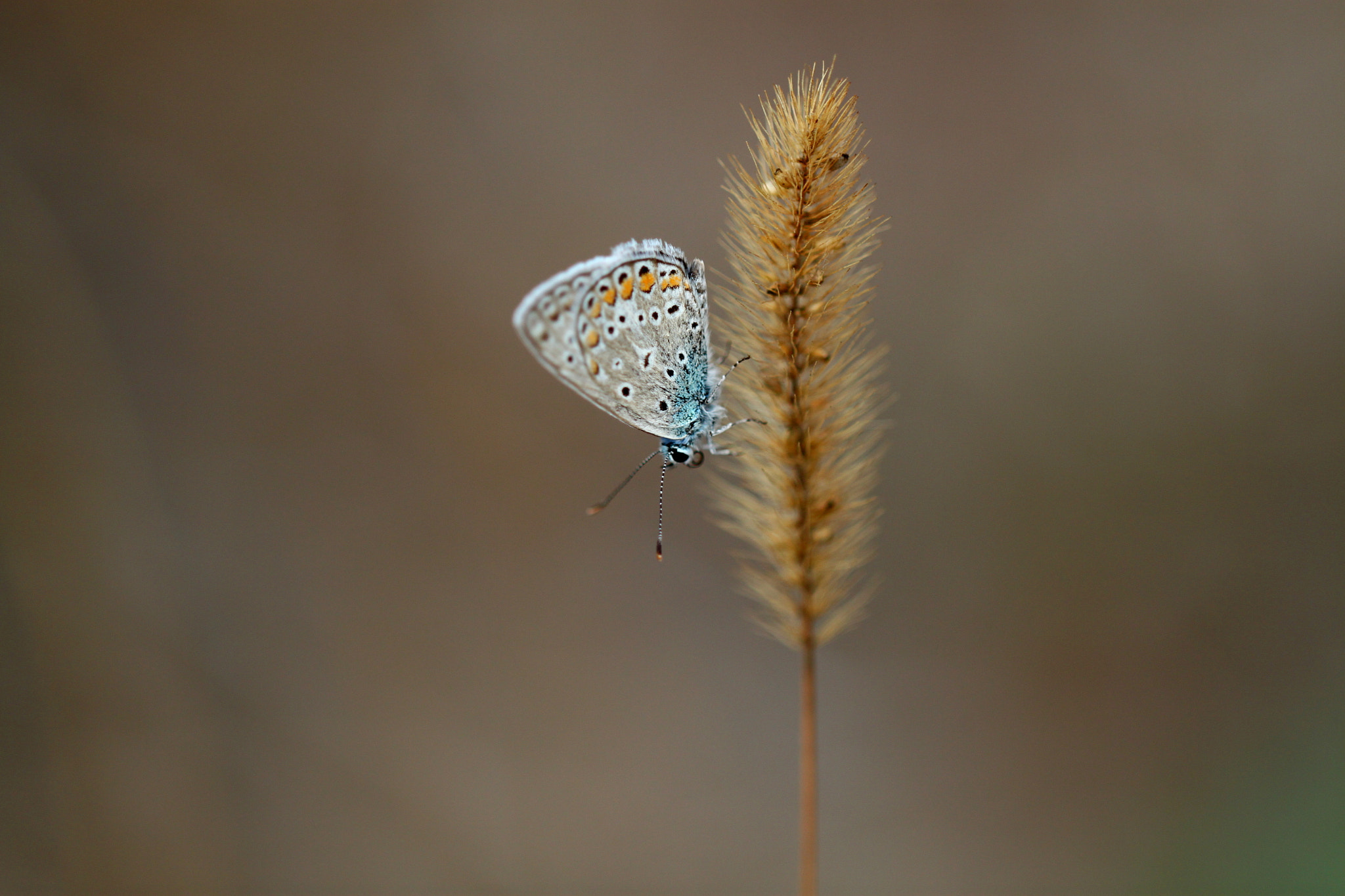 Canon EF 100mm F2.8L Macro IS USM sample photo. Blue butterfly photography