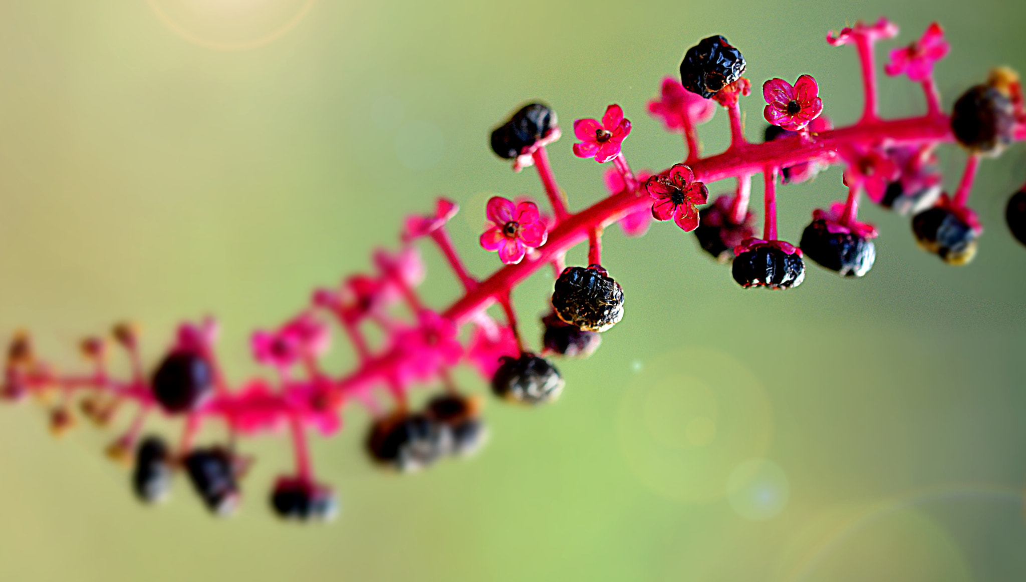 Sigma 105mm F2.8 EX DG OS HSM sample photo. Floreal snake photography