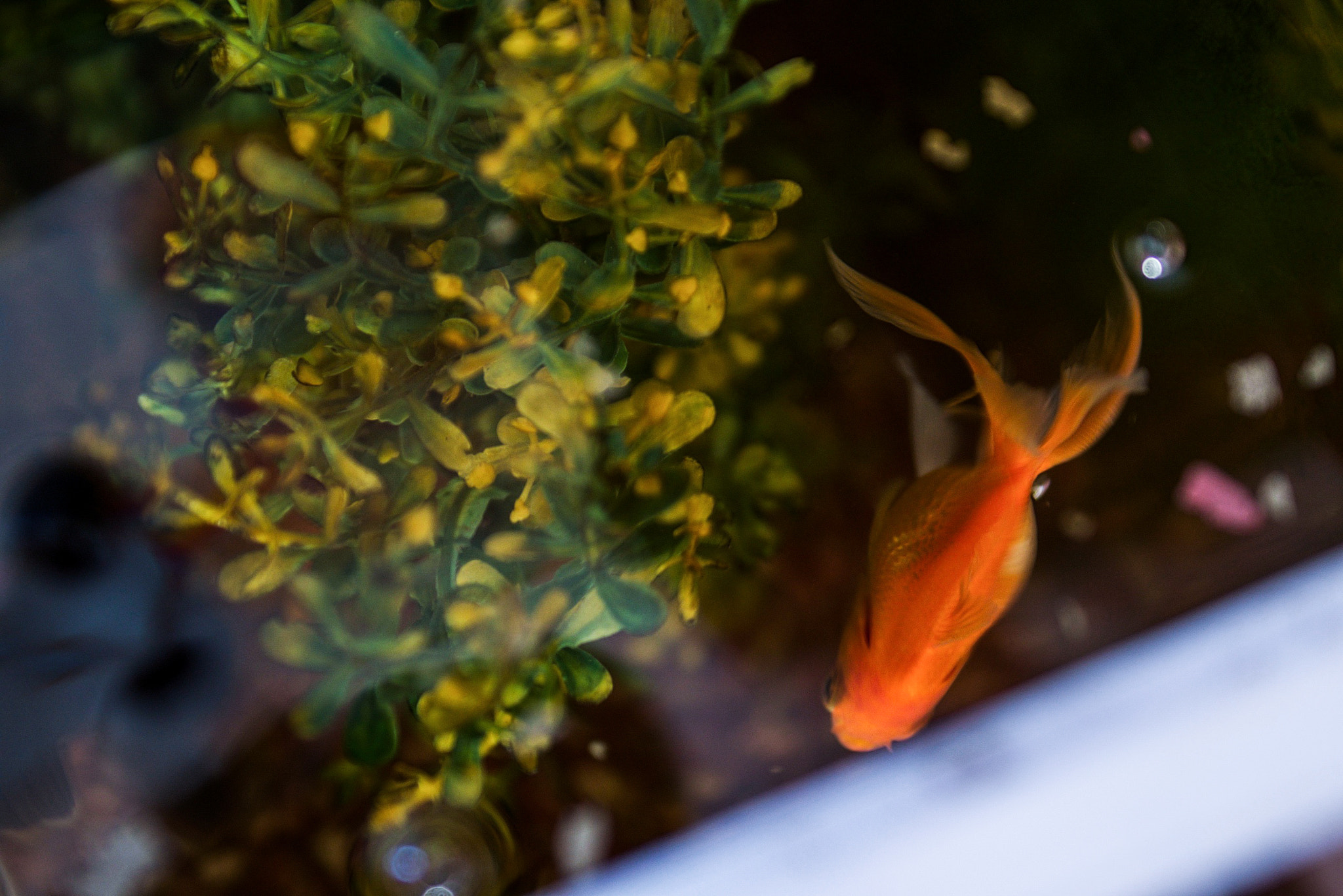 Sony a7S II + Sigma 28-70mm EX DG F2.8 sample photo. Fish photography