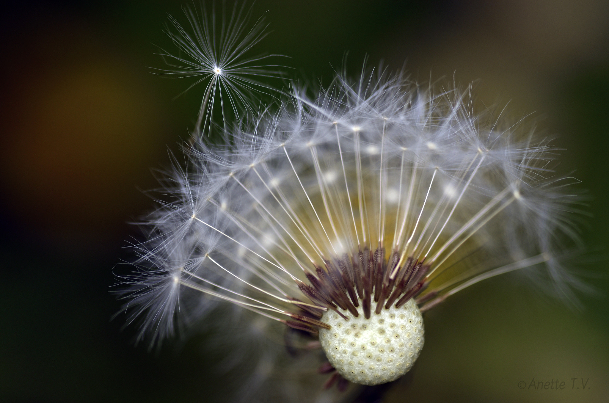 Nikon AF-S Micro-Nikkor 105mm F2.8G IF-ED VR sample photo. Flying away .. photography