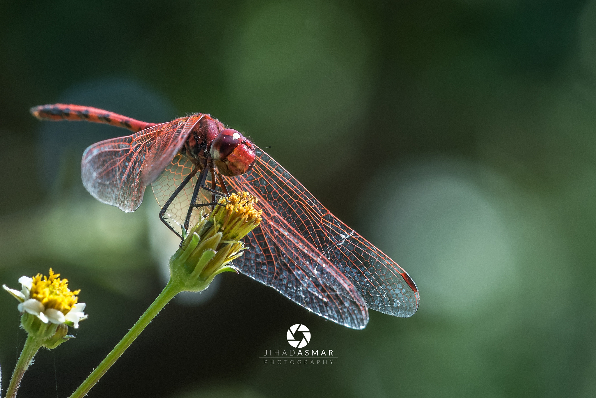 Nikon D750 + Sigma 150mm F2.8 EX DG Macro HSM sample photo. The look of a dragonfly - lebanon photography