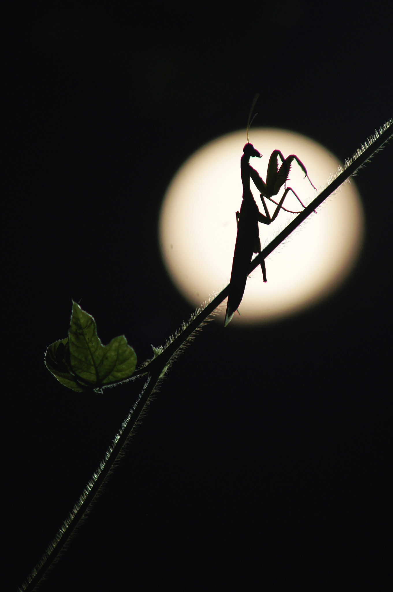 Sony SLT-A55 (SLT-A55V) sample photo. Moon. photography