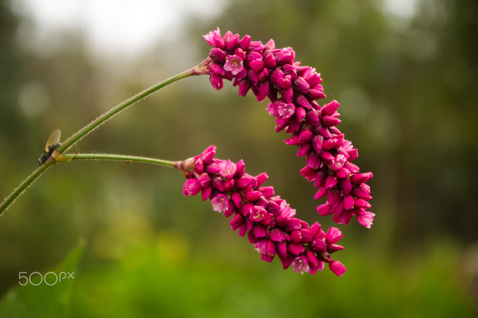 Pentax K-x sample photo. Pink flower photography