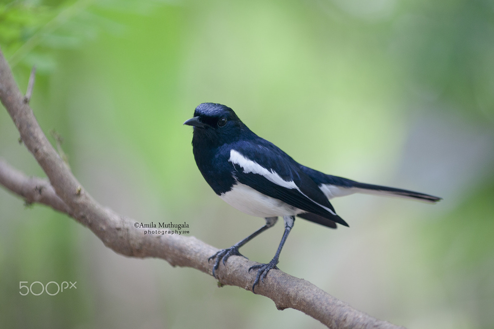 Canon EF 80-200mm f/2.8L sample photo. Bird photography