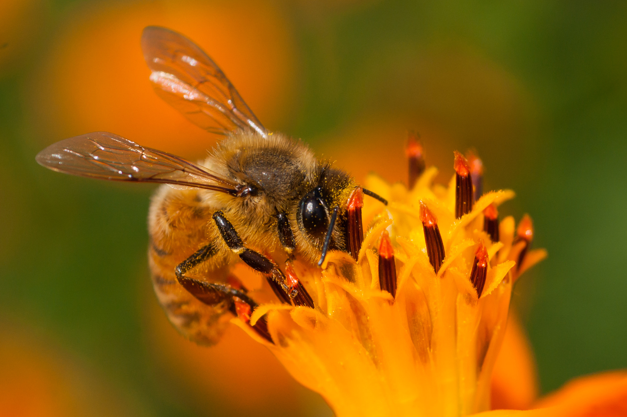 Minolta AF 50mm F3.5 Macro sample photo. Work of a honeybee photography