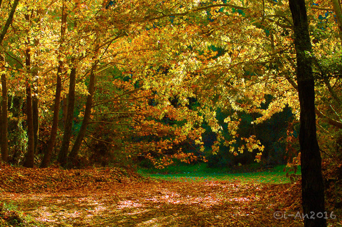 Nikon D70s sample photo. Autumn photography