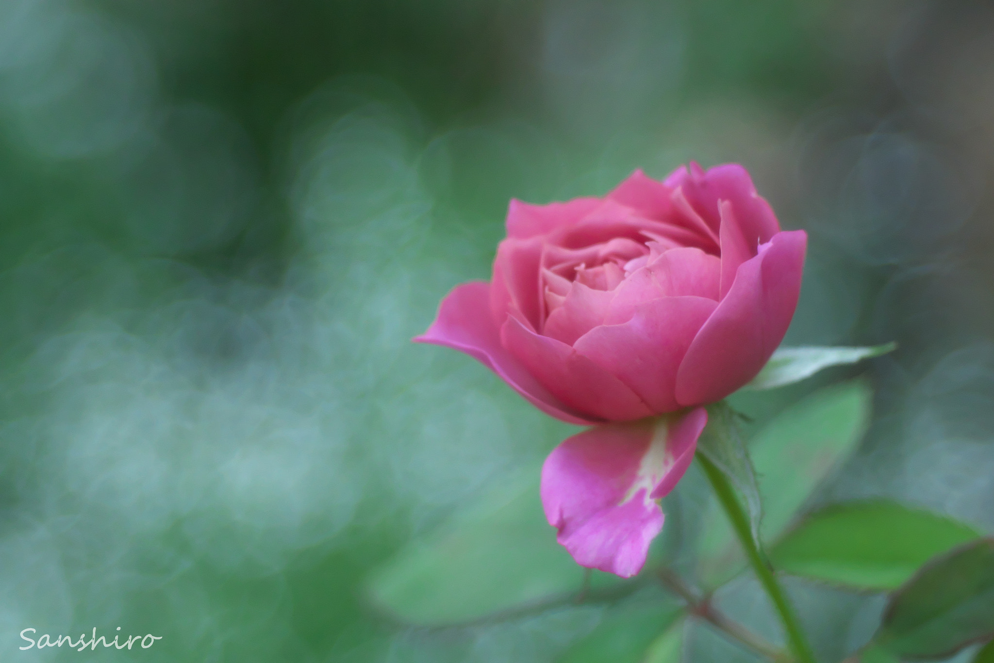 Panasonic Lumix DMC-GX7 sample photo. Untitled photography