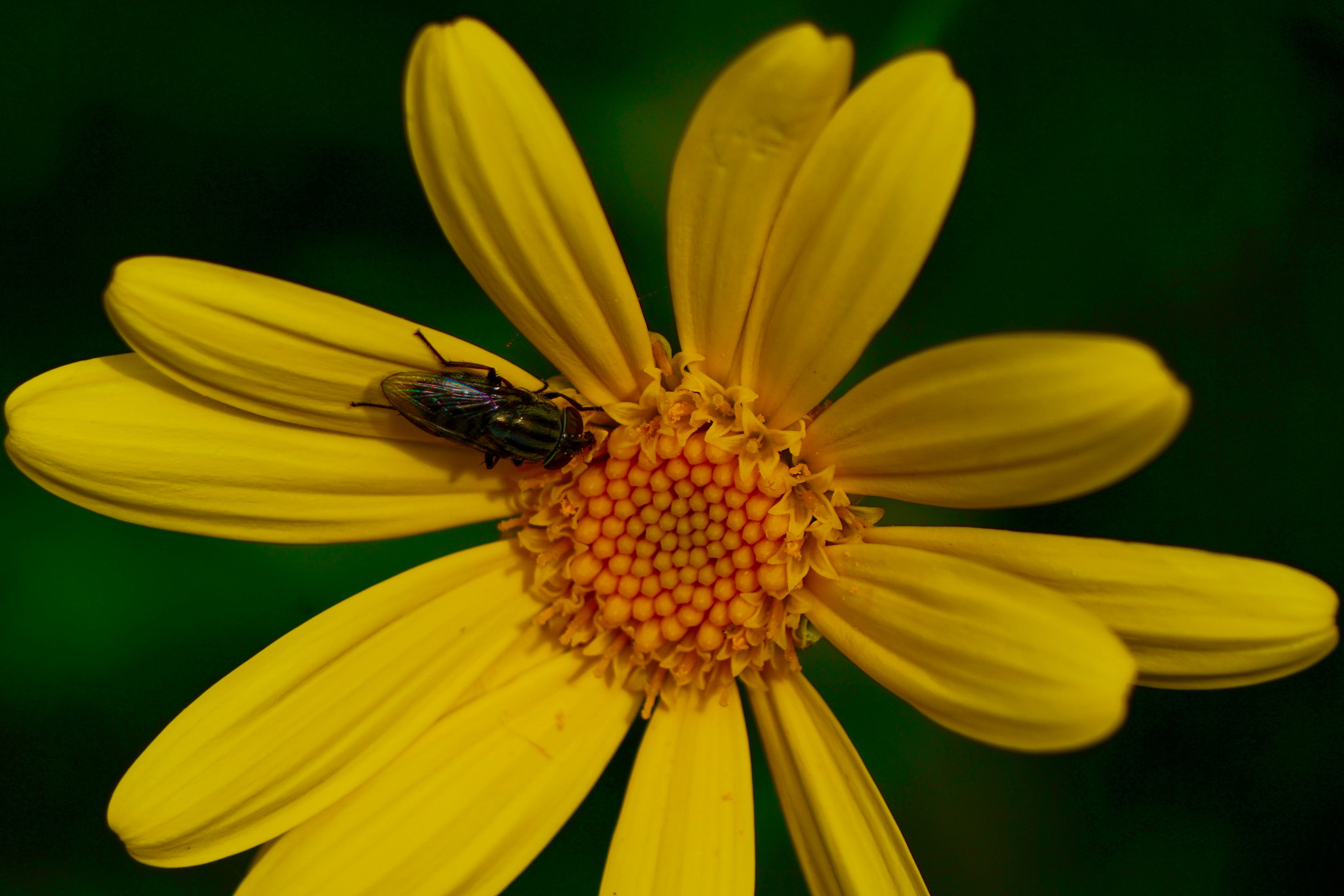 Sony E 55-210mm F4.5-6.3 OSS sample photo. Margaritas photography