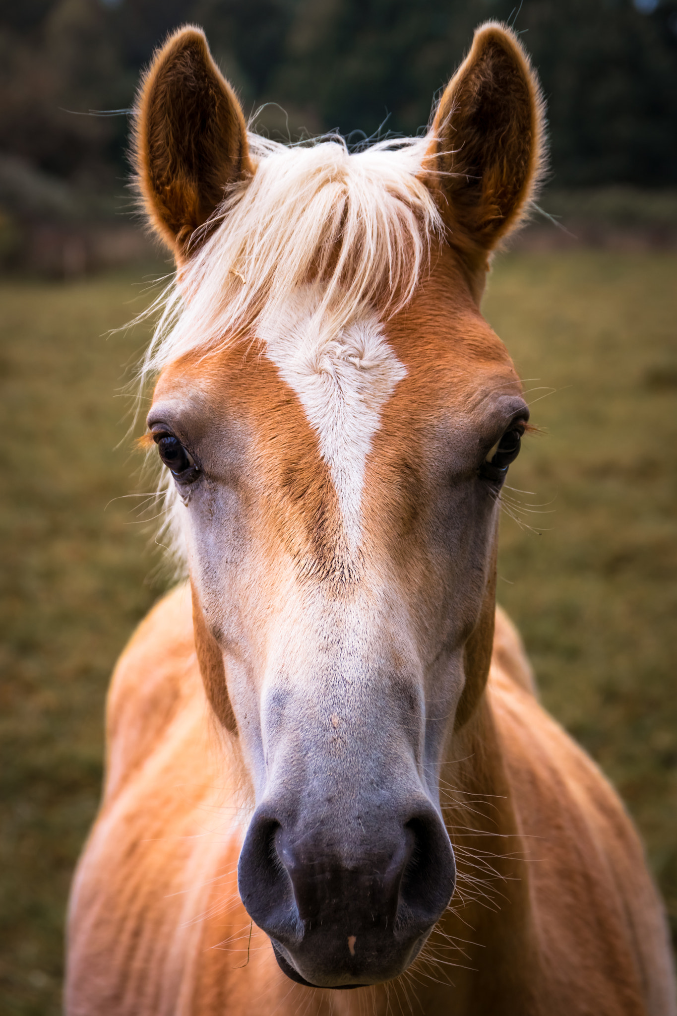 Sigma 17-70mm F2.8-4 DC Macro OS HSM sample photo. Pferd photography