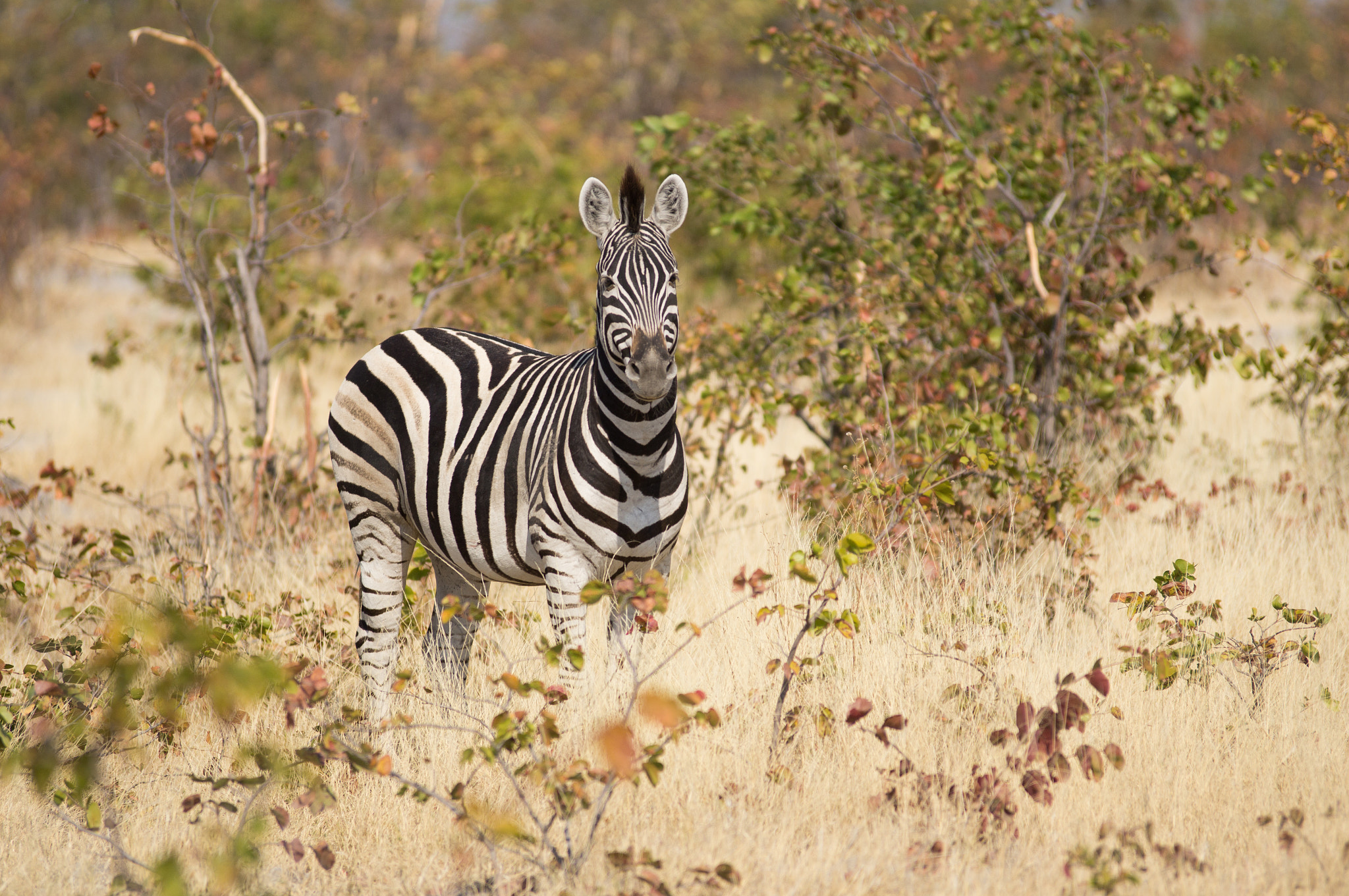 Sony Alpha DSLR-A580 + Tamron SP AF 70-200mm F2.8 Di LD (IF) MACRO sample photo. Zebra photography