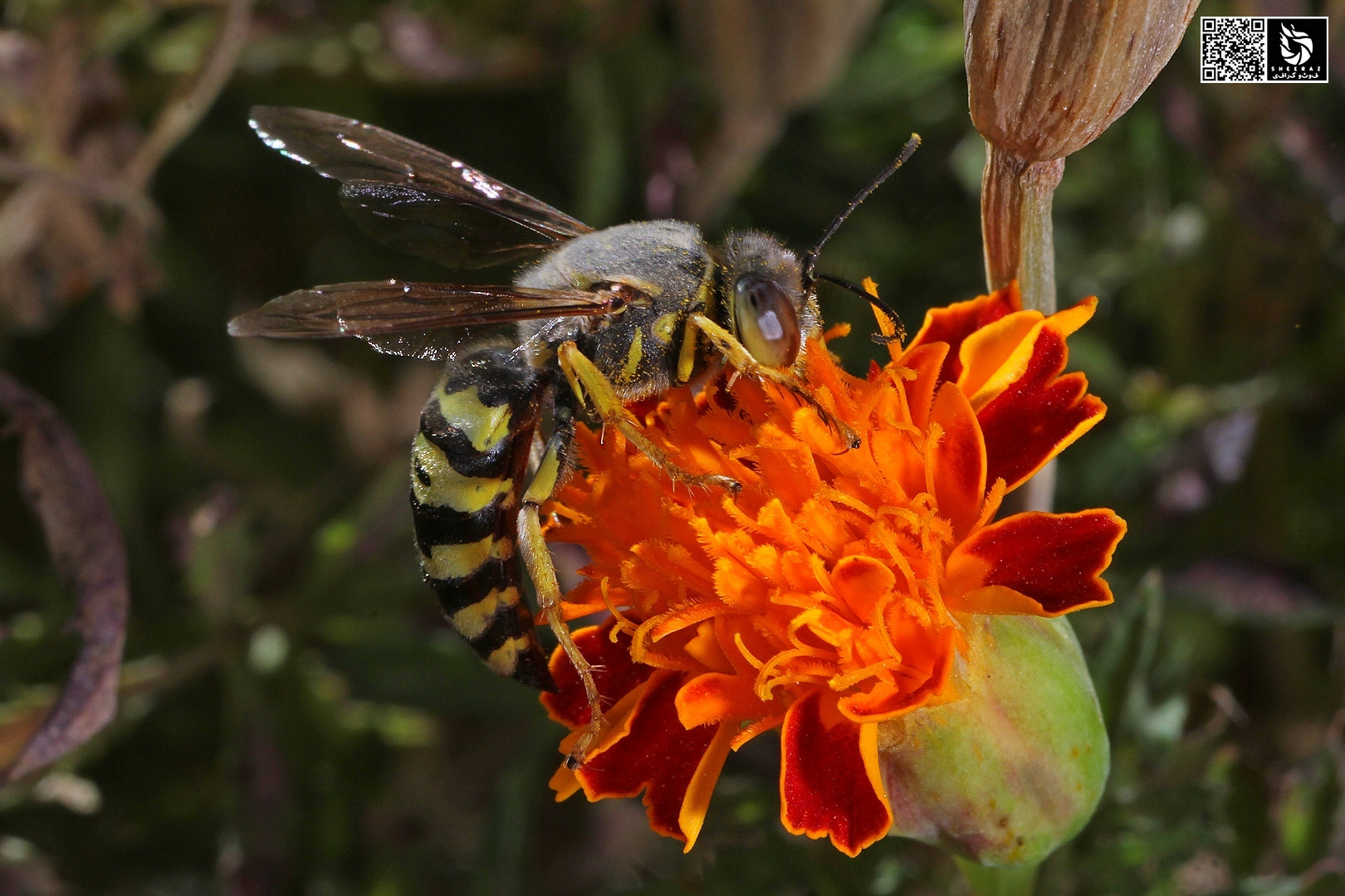 Canon EOS 60D sample photo. Insect on flower photography