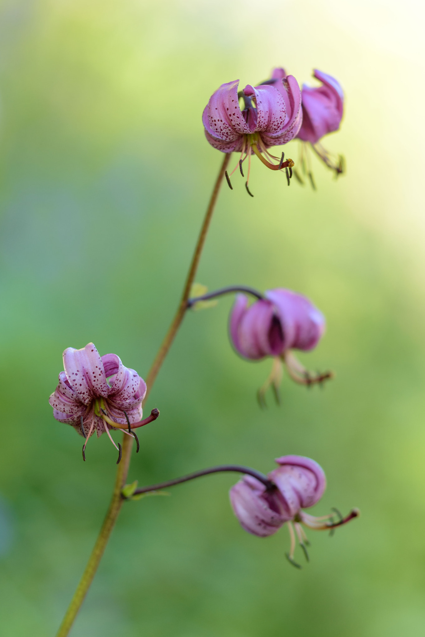 Sigma 150mm F2.8 EX DG Macro HSM sample photo. Lilium martagon photography
