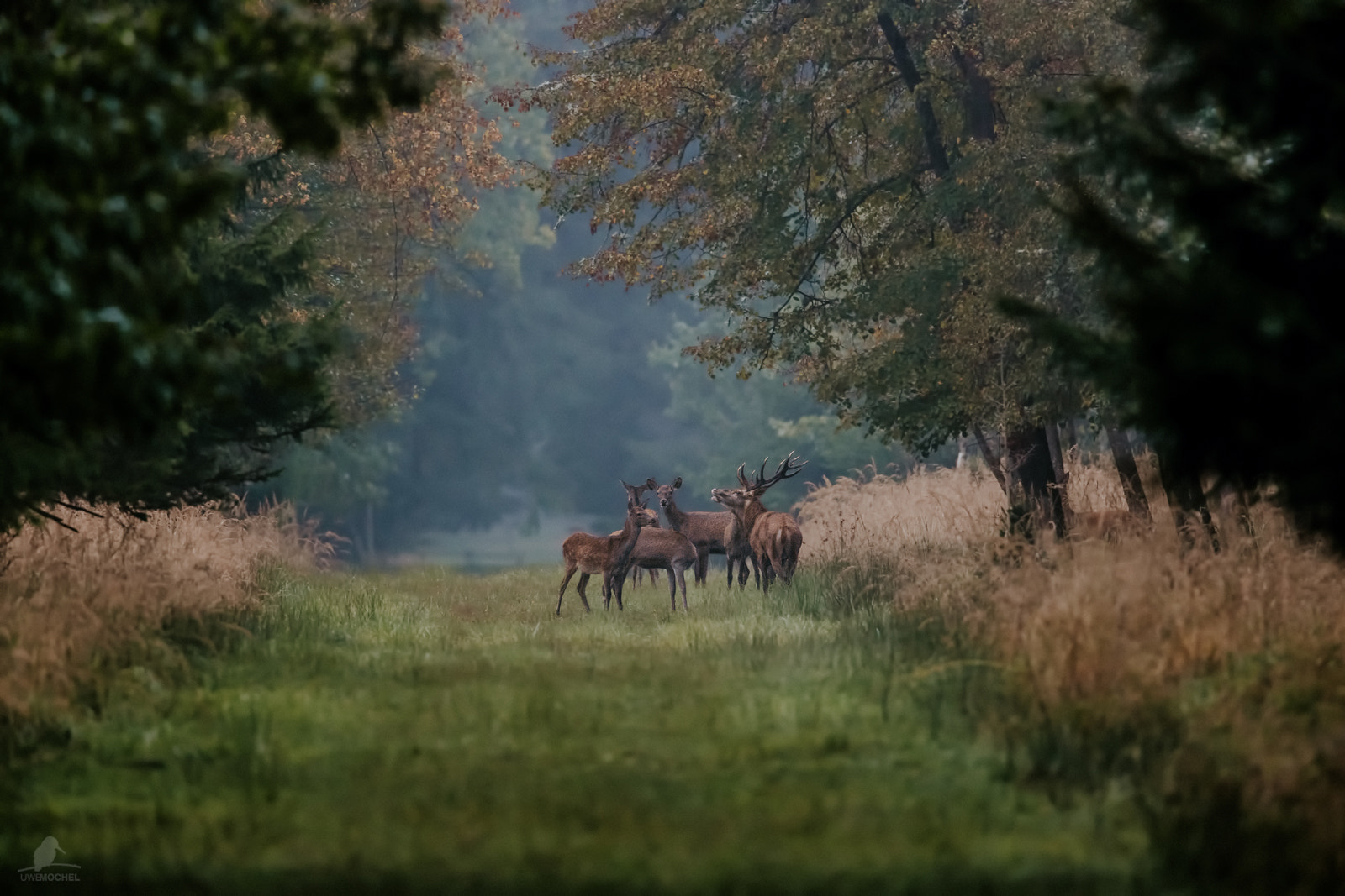 Canon EOS-1D X Mark II + Canon EF 600mm F4L IS II USM sample photo. Red deer herd in an october morning photography