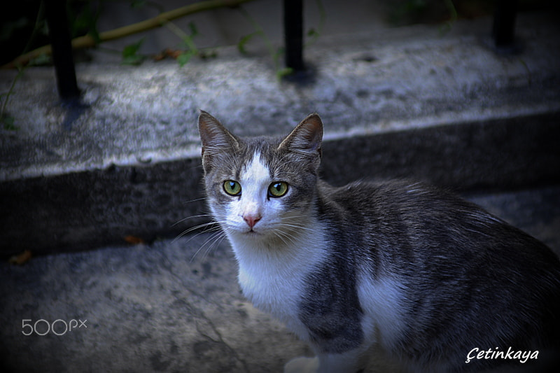 Nikon D3 sample photo. Hello photography
