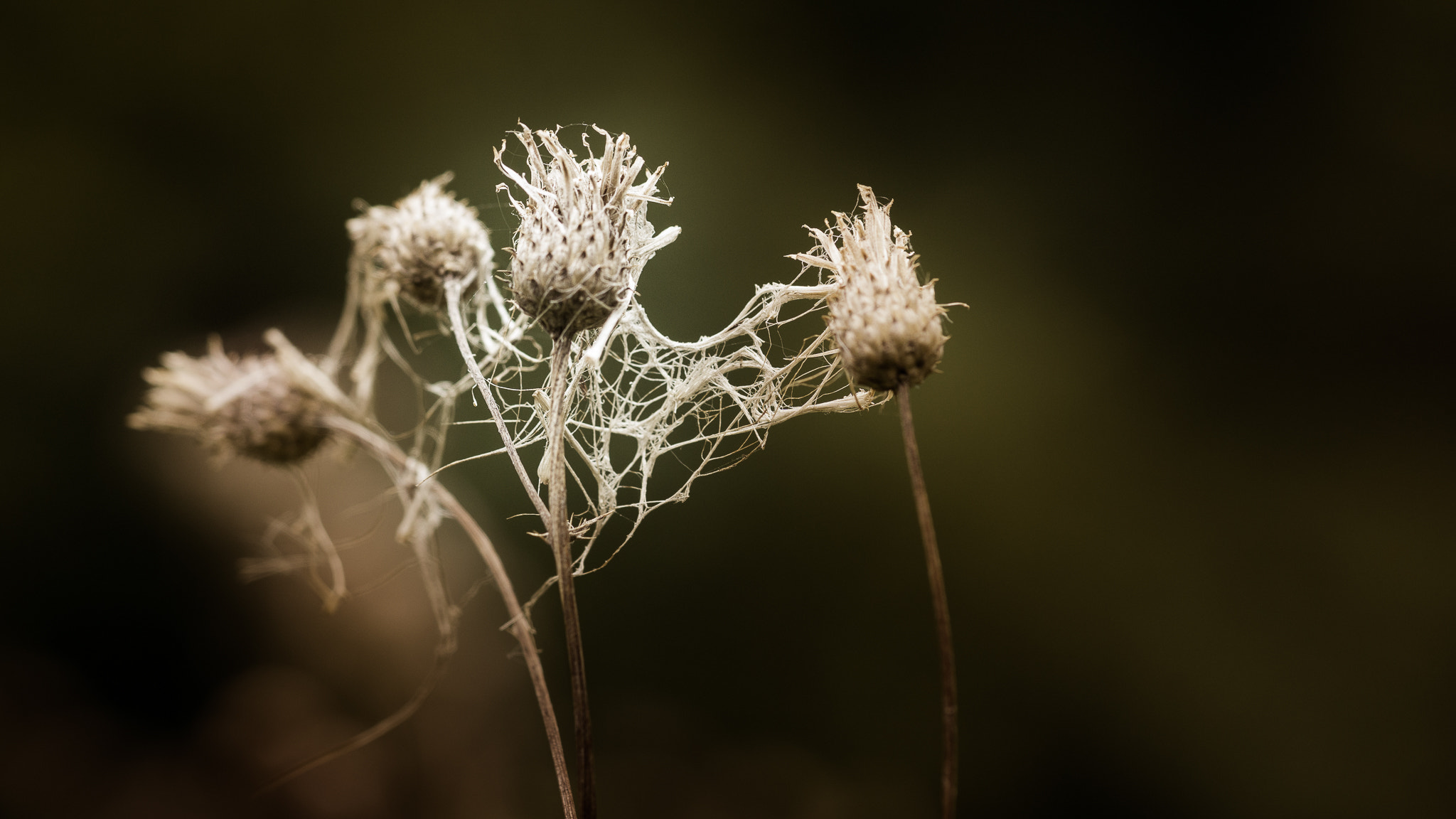 Sony a6000 + Sony FE 90mm F2.8 Macro G OSS sample photo. Entangled... looking for balance. photography