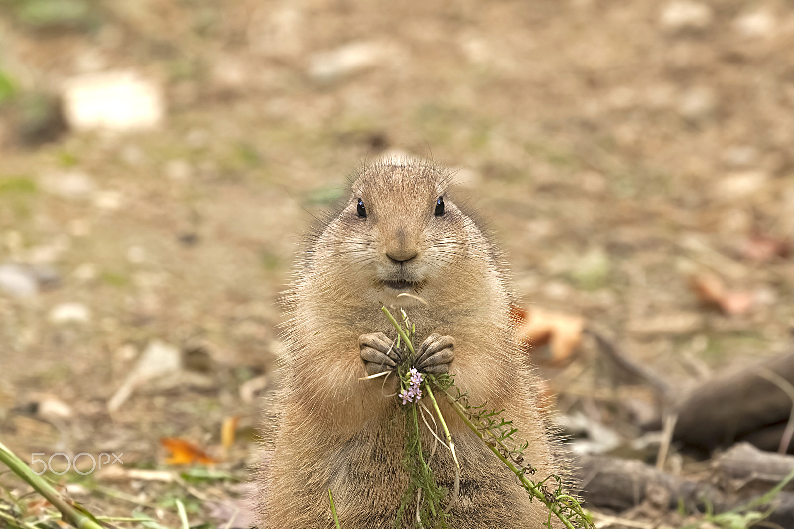 Canon EOS 500D (EOS Rebel T1i / EOS Kiss X3) sample photo. Prairie dog photography