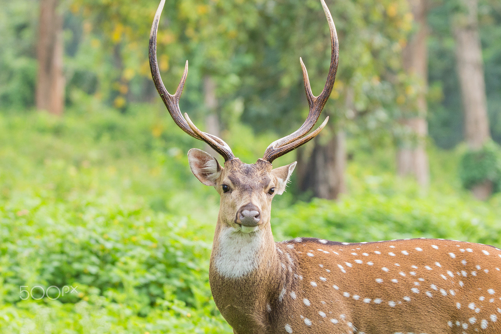 150-600mm F5-6.3 DG OS HSM | Contemporary 015 sample photo. Img photography