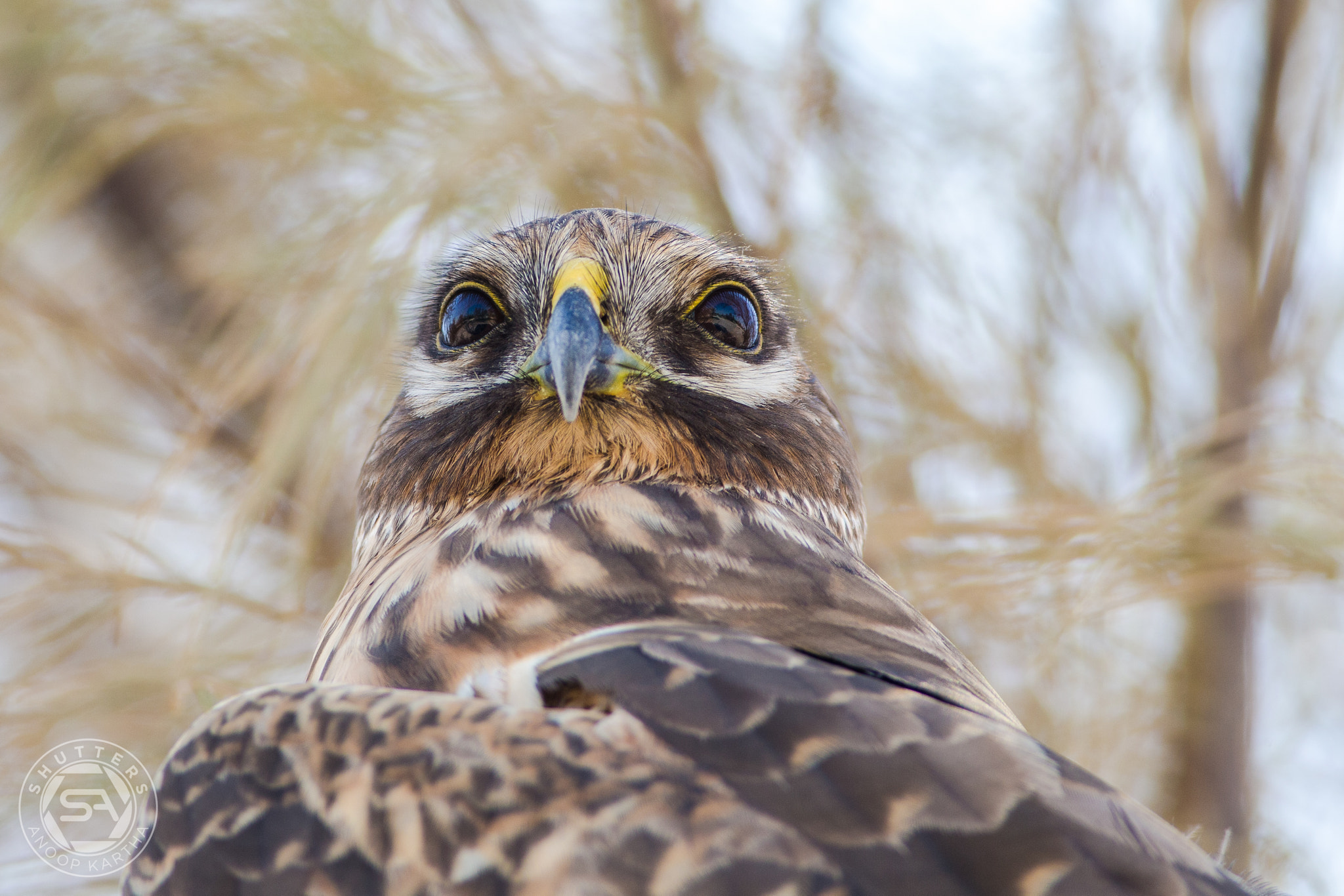 Canon EF 400mm F5.6L USM sample photo. Pallid harrier photography