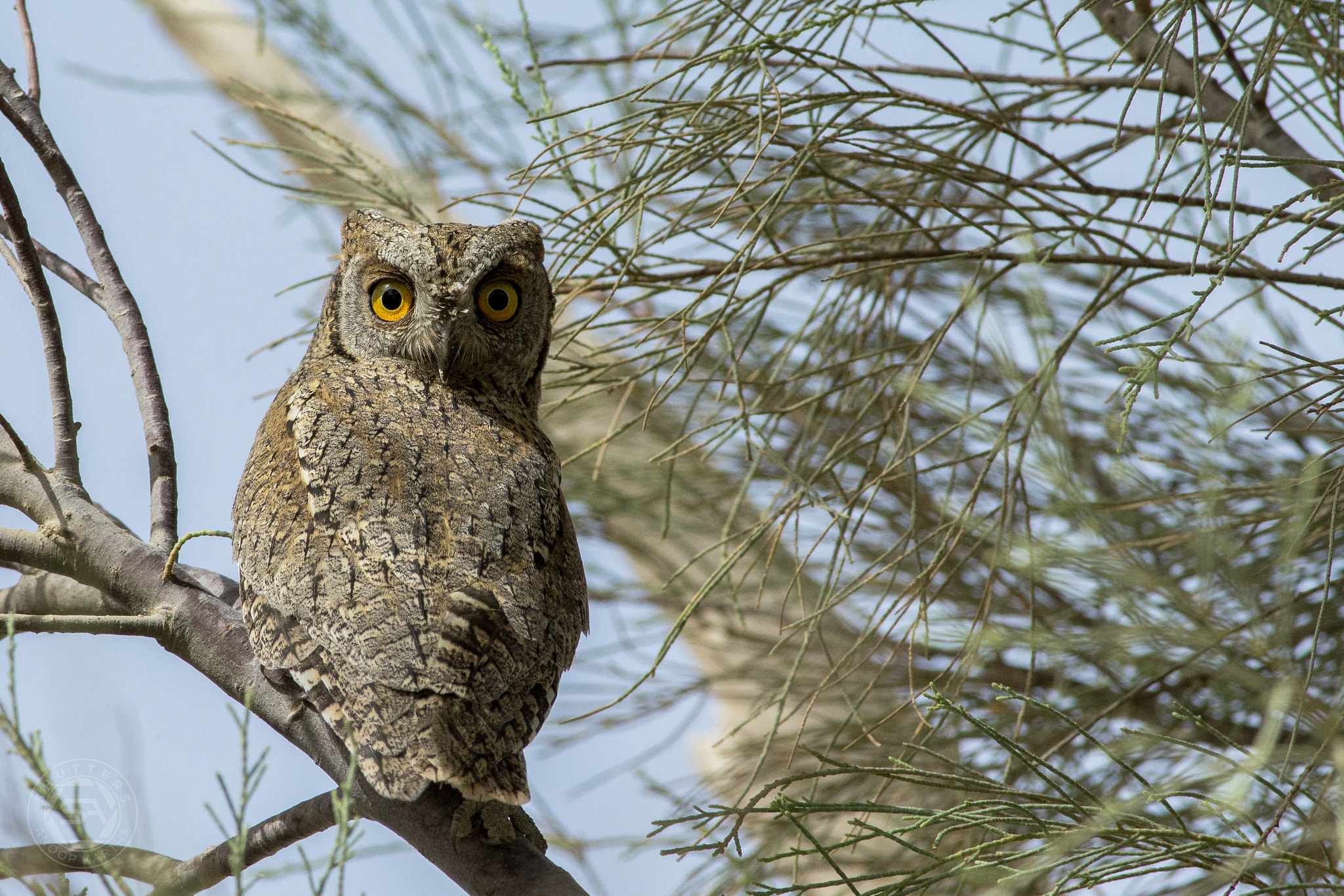 Canon EF 400mm F5.6L USM sample photo. Eurasian scops owl photography