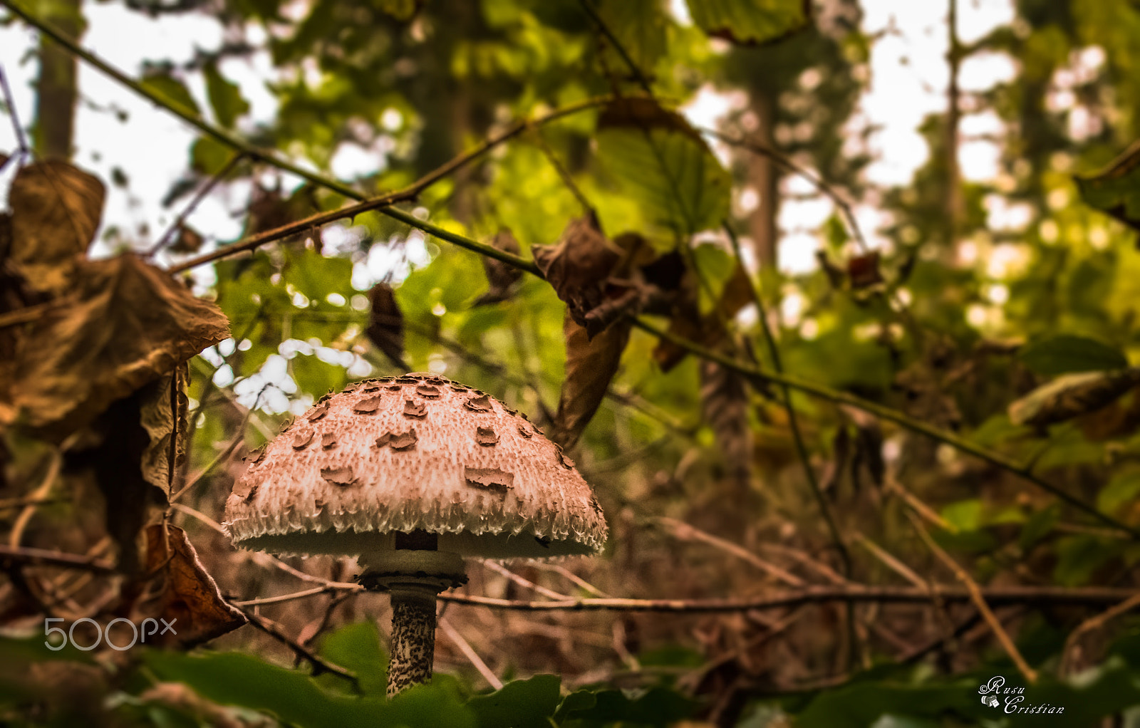 Sigma 28-300mm F3.5-6.3 DG Macro sample photo. Mushroom photography