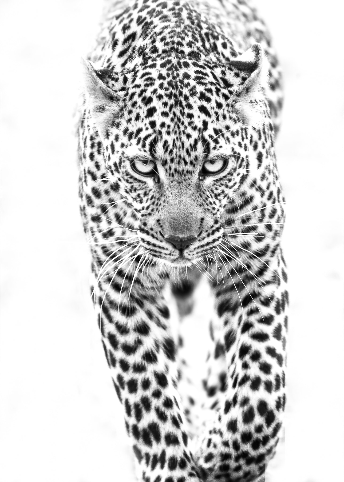 Canon EF 500mm F4L IS USM sample photo. For your eyes only photography