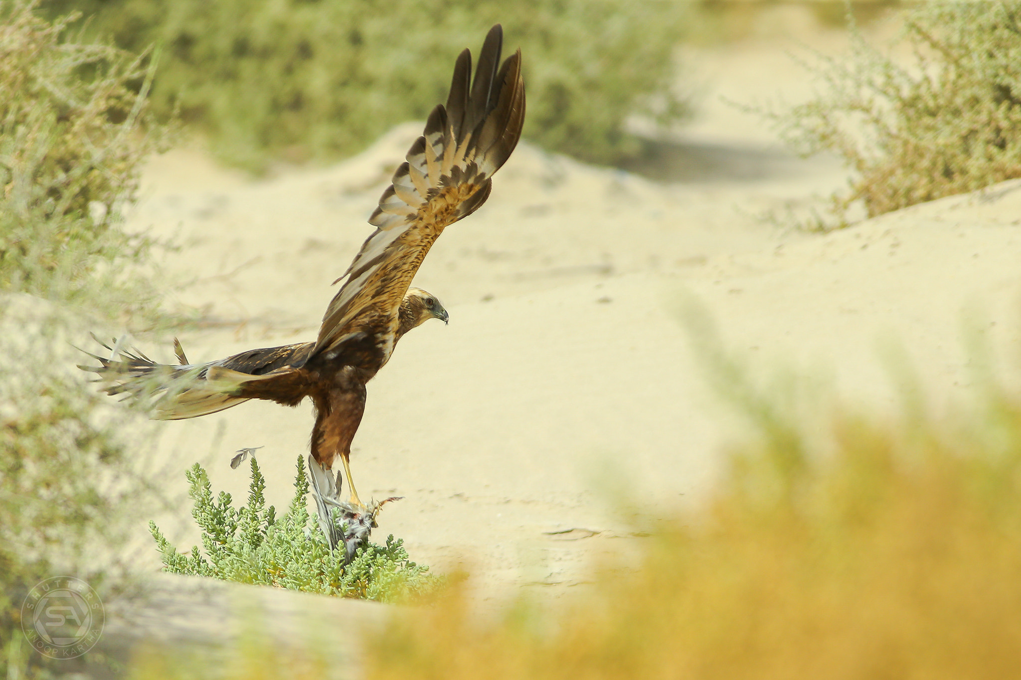 Canon EF 400mm F5.6L USM sample photo. Marsh harrier photography