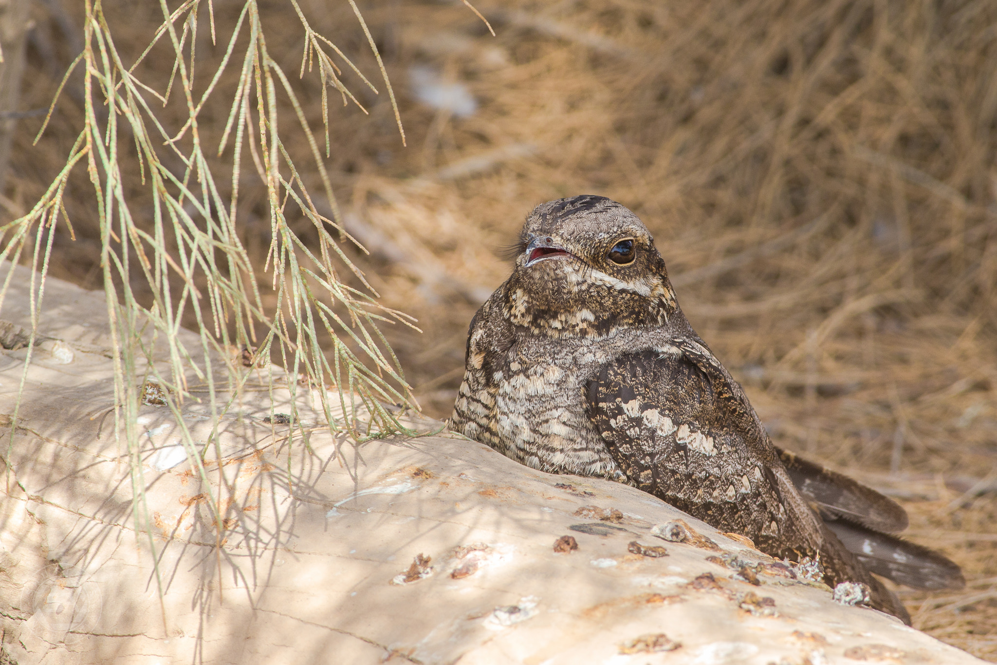 Canon EF 400mm F5.6L USM sample photo. Nightjar photography