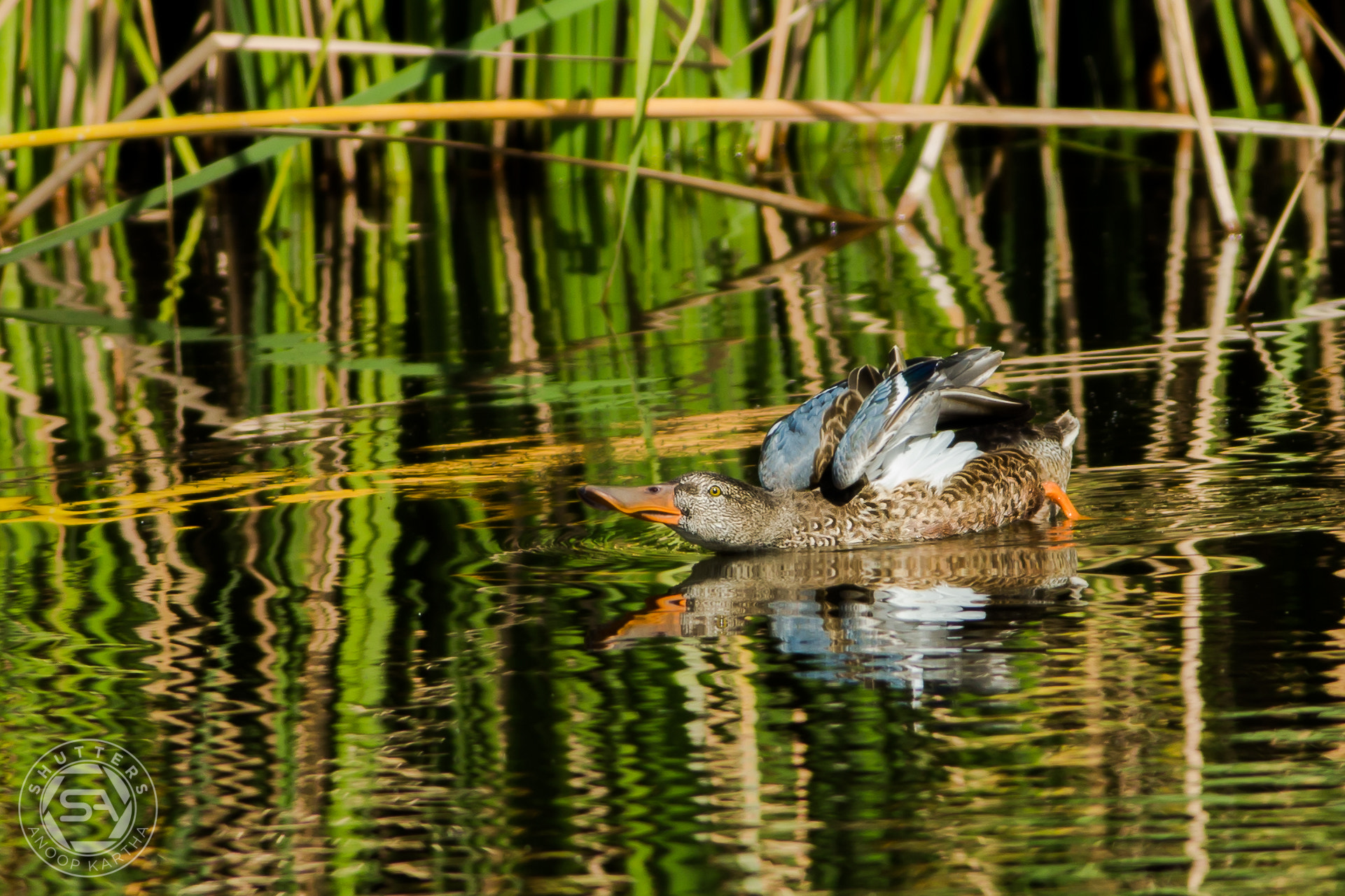 Canon EF 400mm F5.6L USM sample photo. Northern shoveler photography