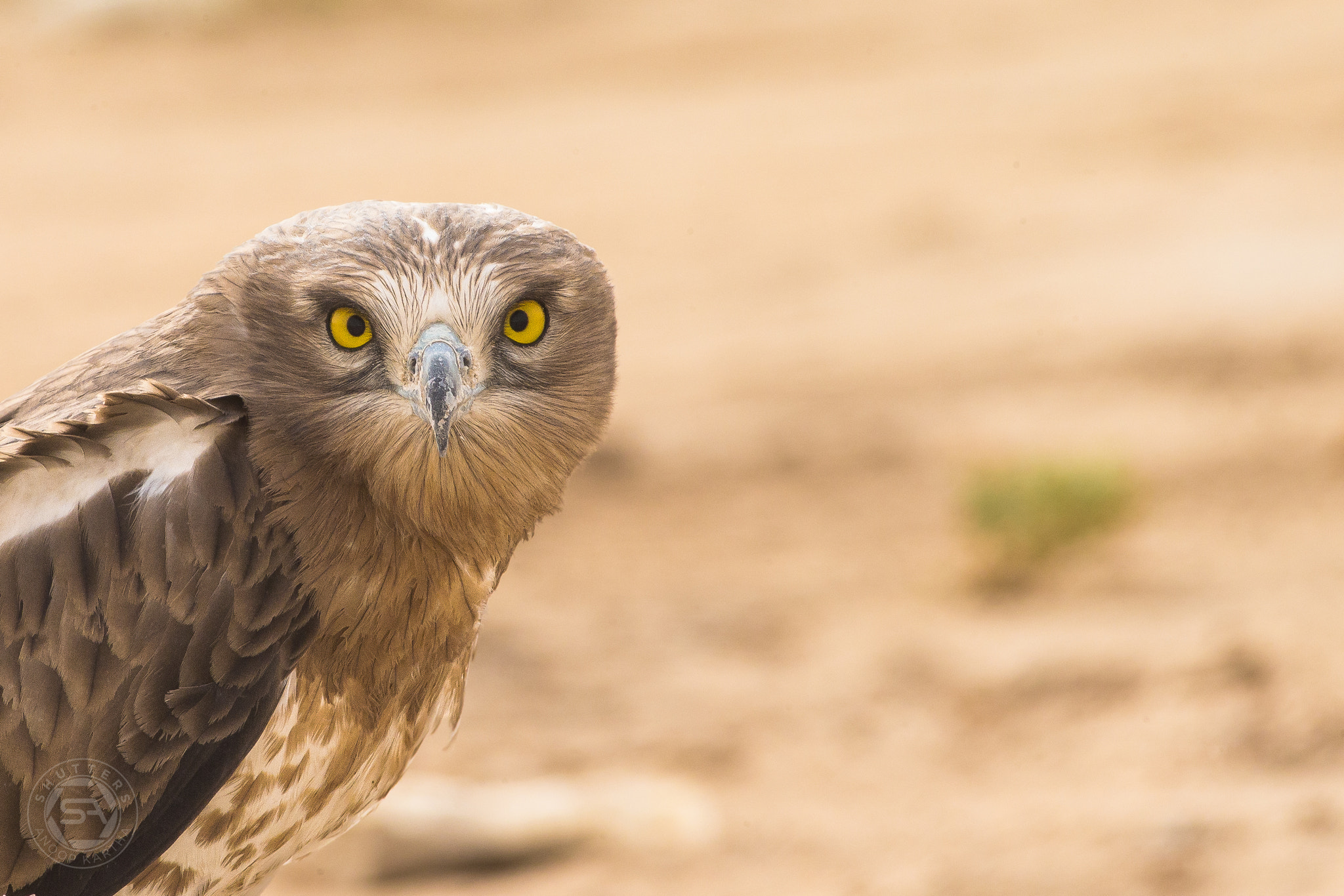 Canon EOS-1D X sample photo. Short toed snake eagle closeup photography