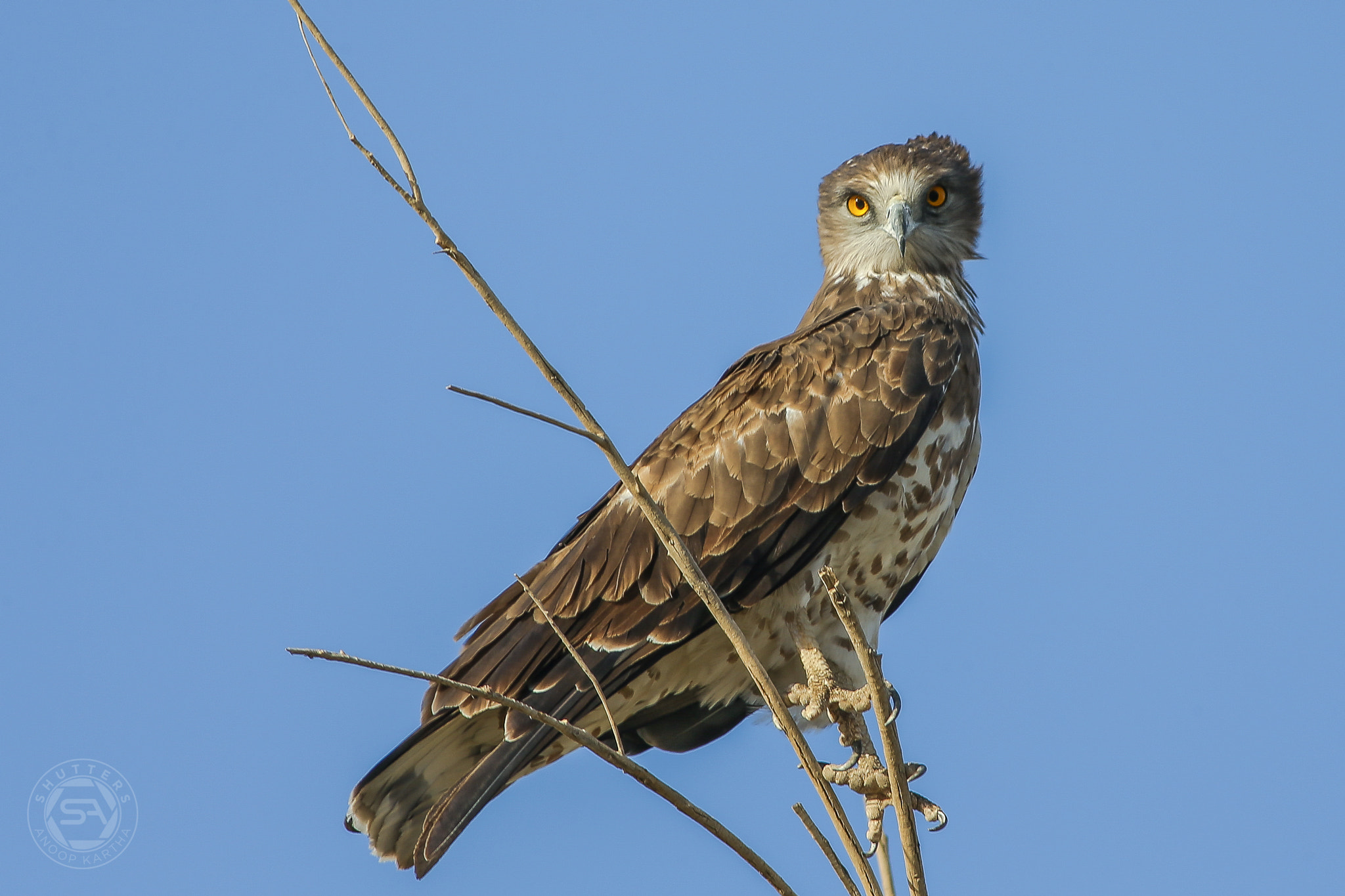 Canon EF 400mm F5.6L USM sample photo. Short toed snake eagle photography